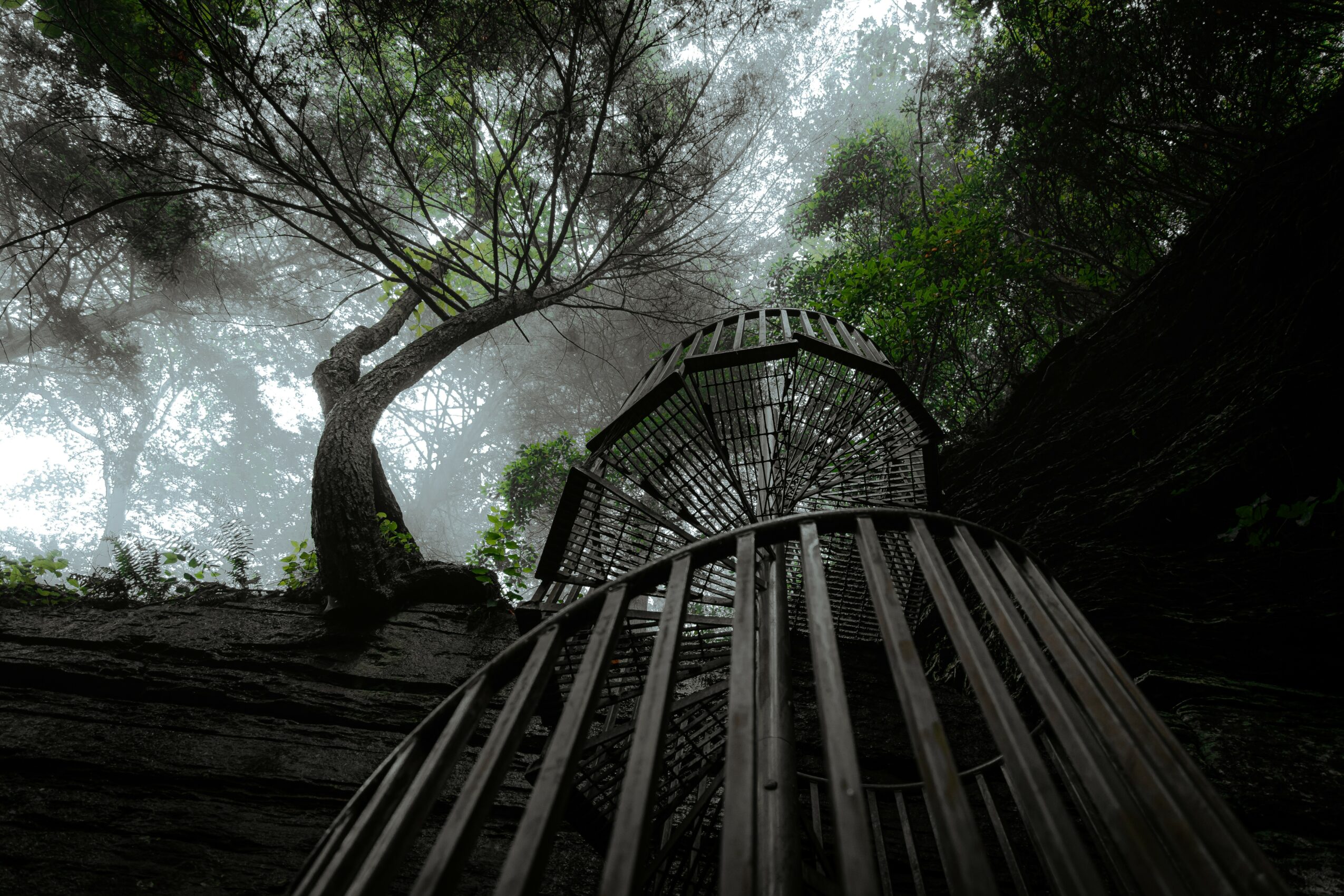 Wooden staircase ascending through a forest with trees and mist, viewed from below.