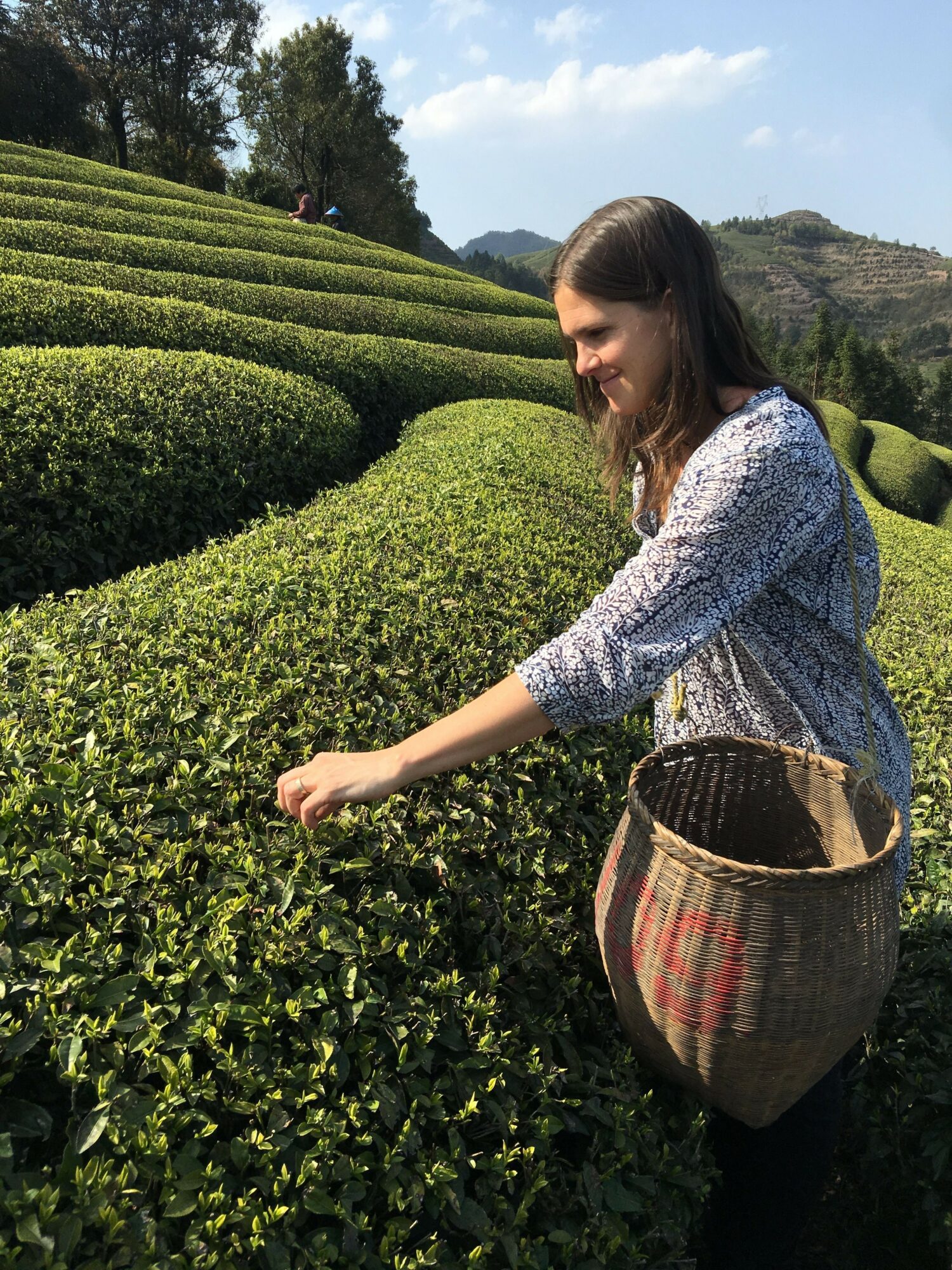 Woman picking tea leaves in a lush green tea plantation during daytime.