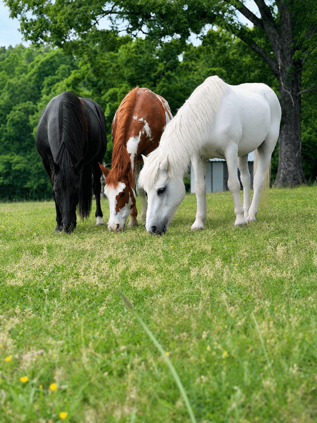 Three horses grazing on grass in a field with trees in the background.