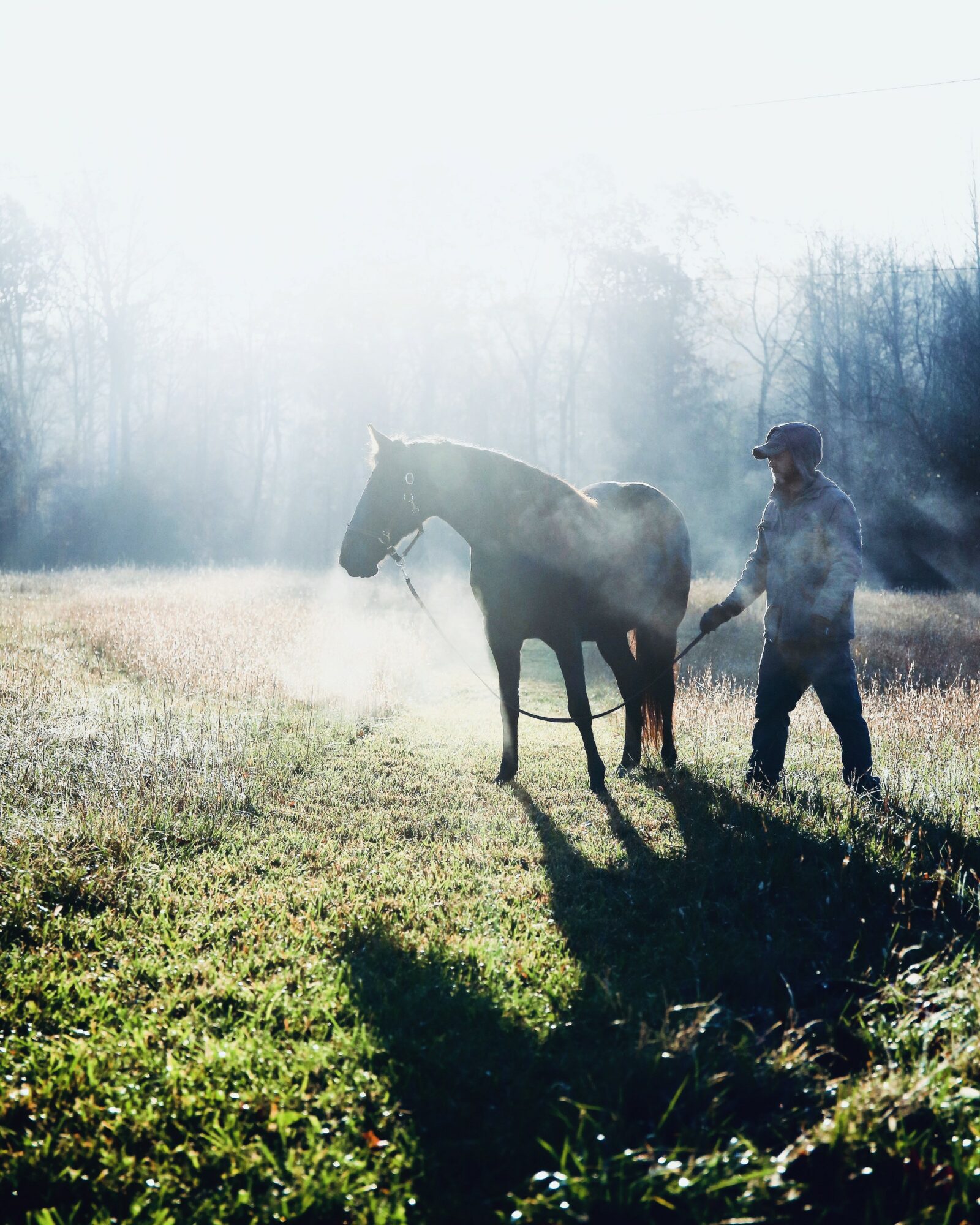 Person holding a horse's lead in a grassy field with sunlight and trees in the background