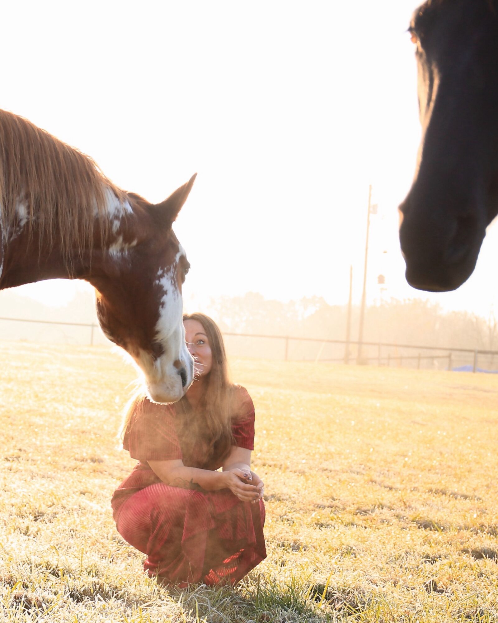 Person sitting on grass with two horses nearby outdoors, one horse close to the person and the other further away, in a field.