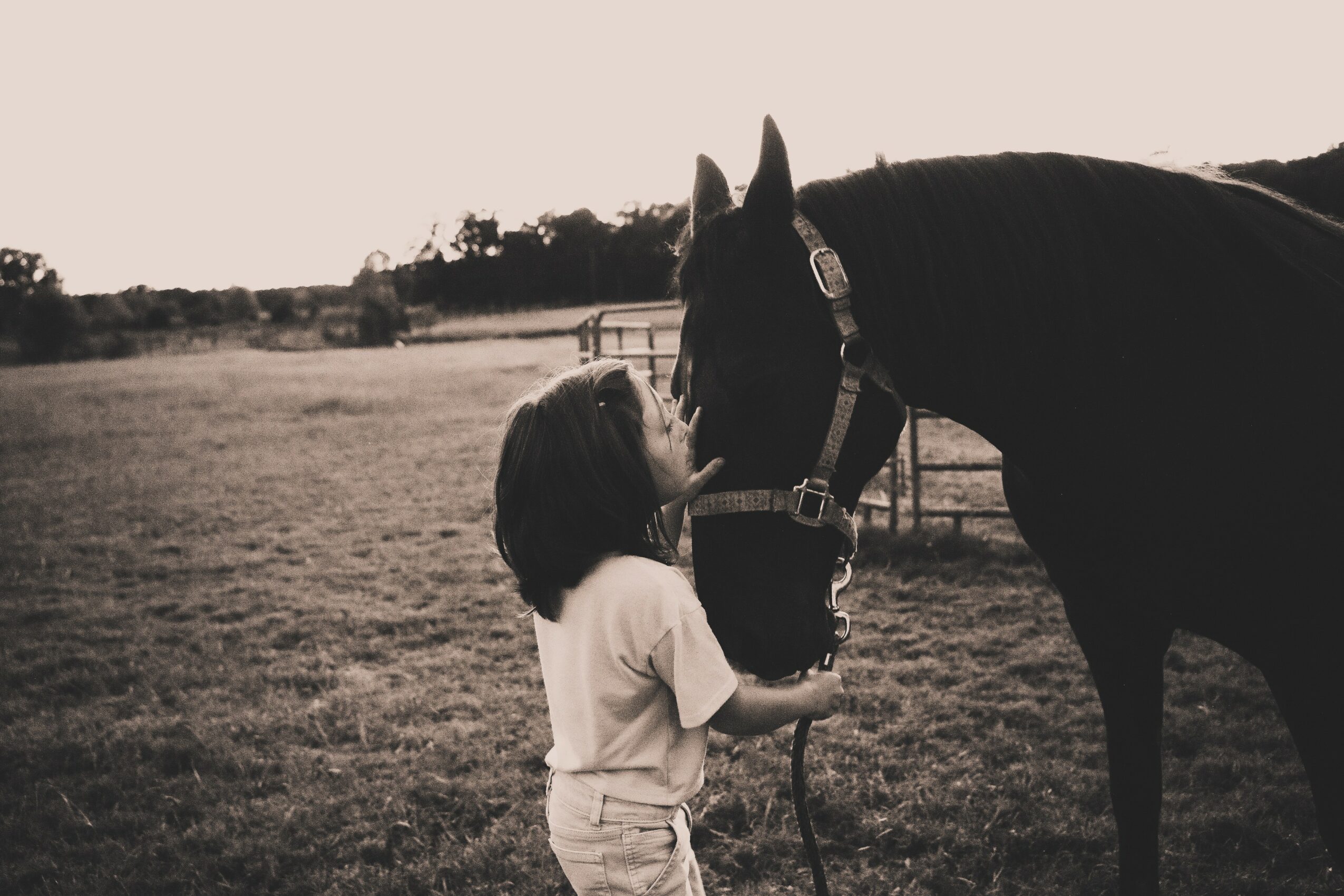 A girl in a white shirt interacts with a dark horse in an open field, with a fence and trees in the background.