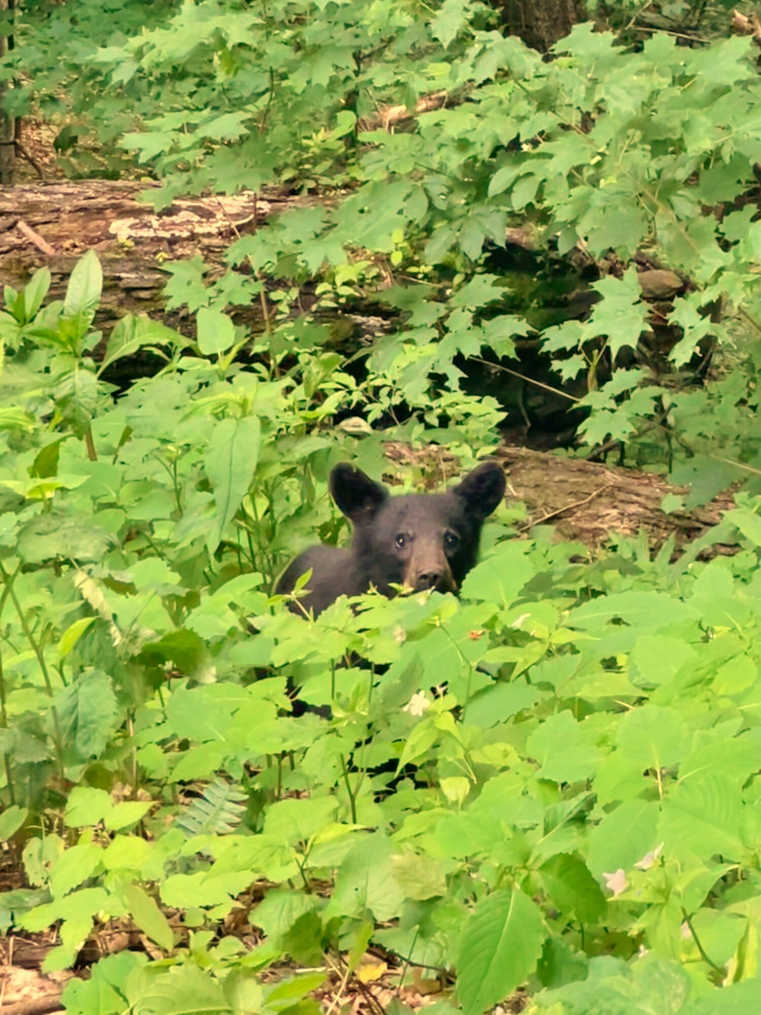 A black bear cub peeks through dense green foliage in a forest setting.