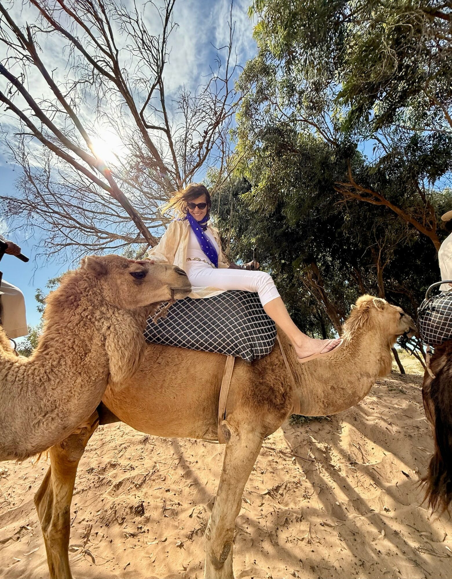 Woman sitting on a camel with two camels nearby, trees and blue sky in background, sunlight shining through branches.