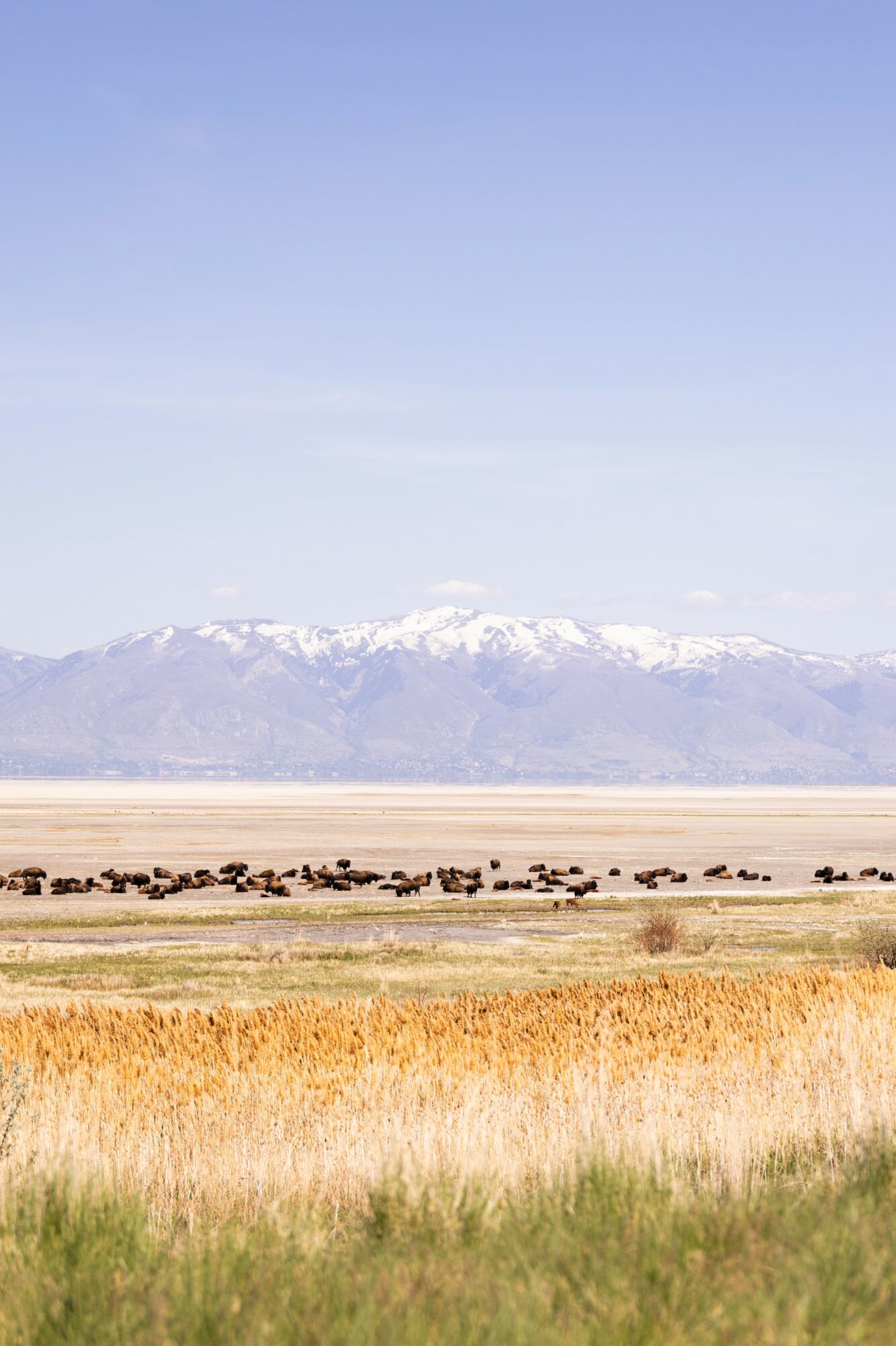 Open landscape with grassy fields, a herd of animals, mountains with snow, and a clear blue sky.