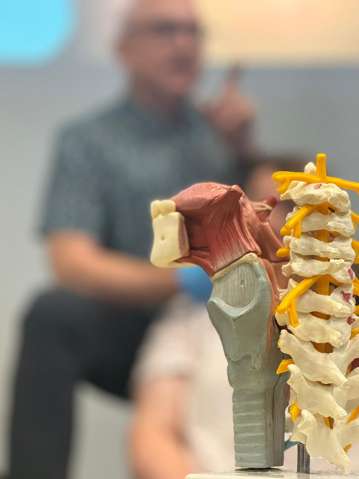 Model of a human spine and shoulder with muscles, in front of a blurred person in a classroom or medical setting.