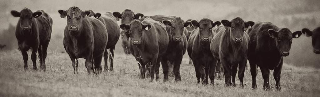 Group of cows standing in a field, facing forward, in black and white.