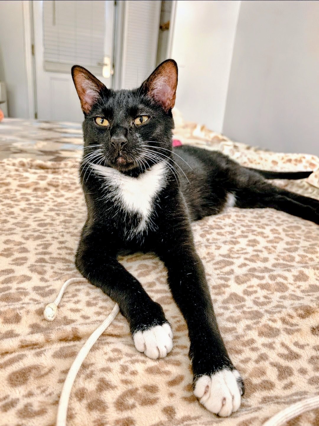 Black and white cat lying on a leopard print blanket, looking at the camera with one paw extended.
