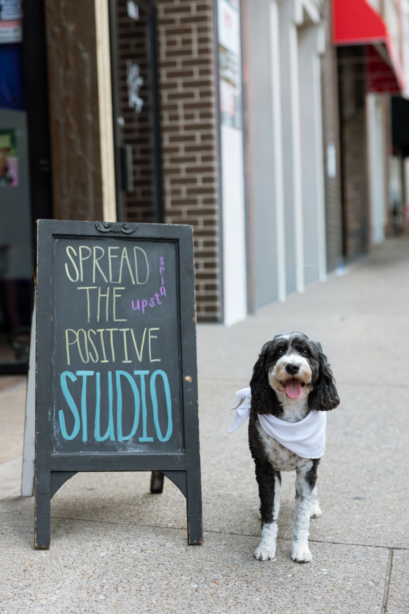 Dog wearing a white shirt standing on sidewalk next to a black signboard with colorful text, in front of a building.