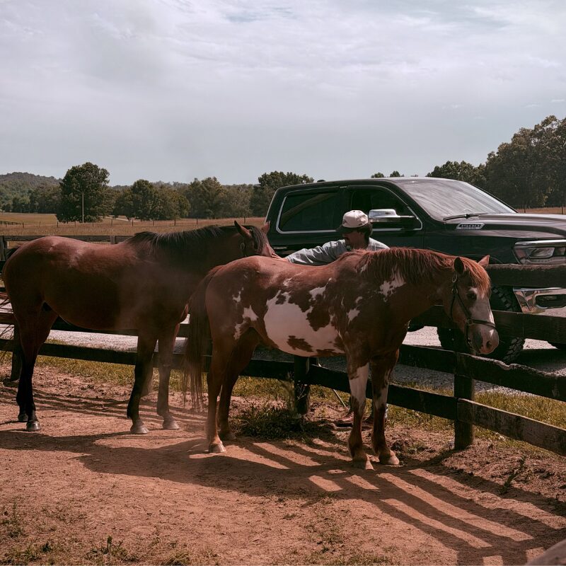 Person with a cap standing near a brown and white pinto horse, with other horses and a vehicle in the background.