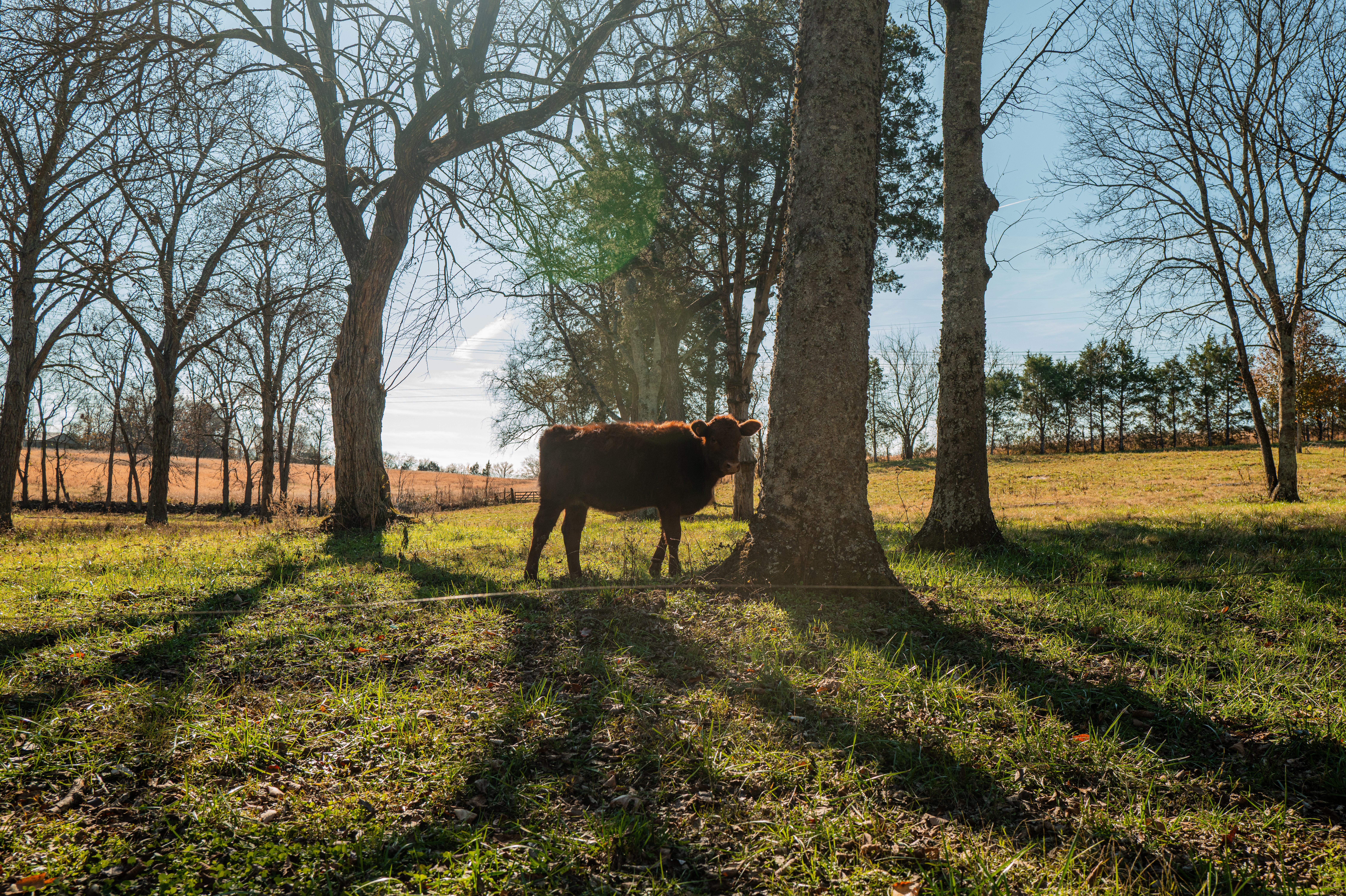 Cow standing in a grassy field with trees and a fence in the background, sunlight casting shadows on the ground.