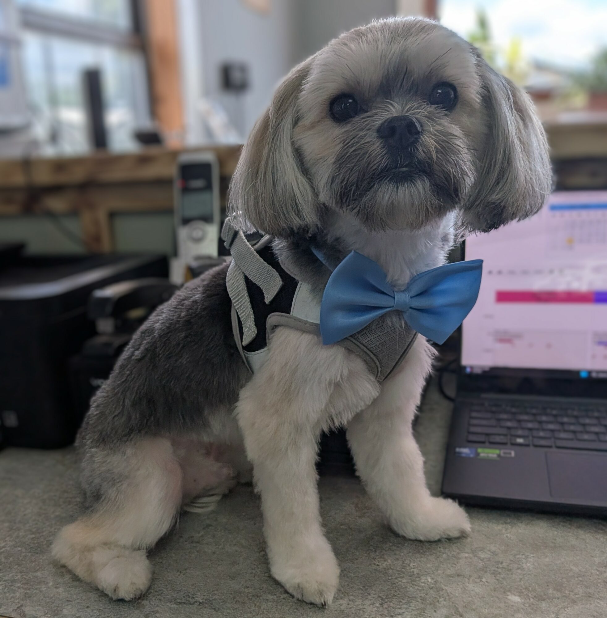 Small dog with a blue bow tie and striped harness sitting on a desk next to a laptop.