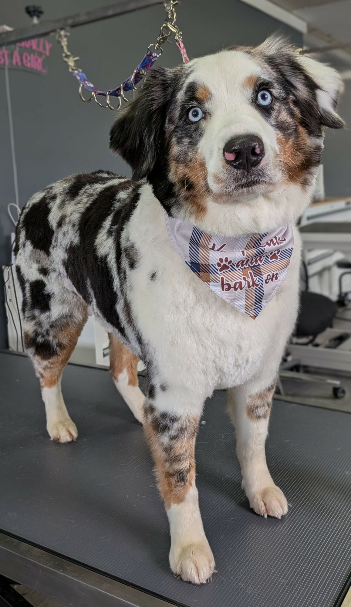 Australian Shepherd puppy with blue eyes, merle coat, wearing a bandana, standing on a grooming table.