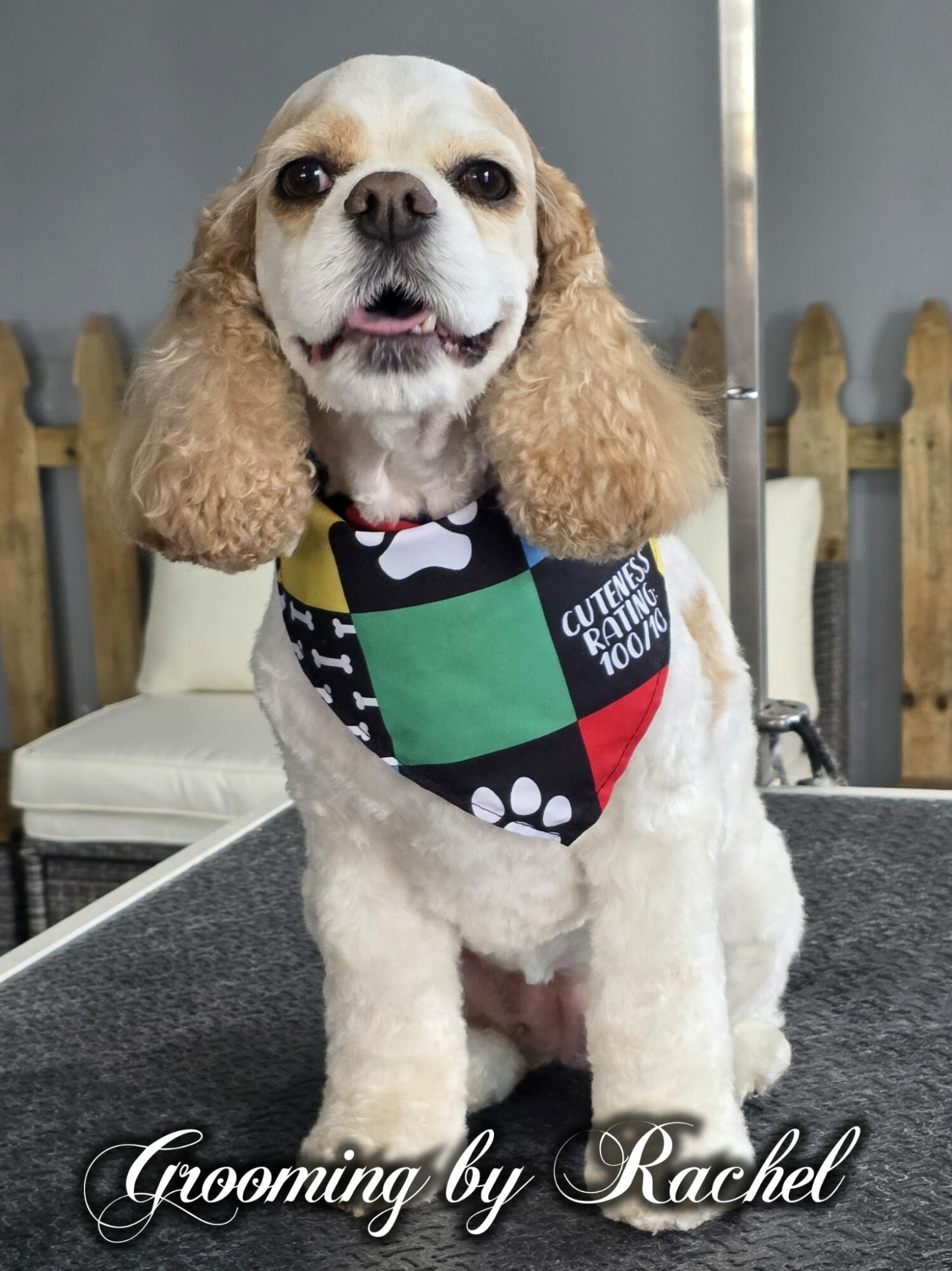 Cavalier King Charles Spaniel with a colorful bandana, sitting on a grooming table, in front of a wooden fence, smiling.