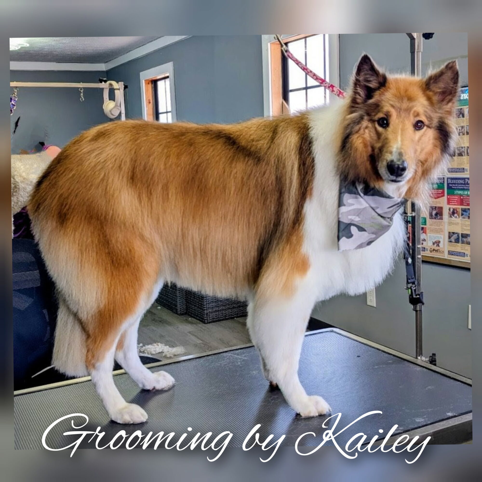 Collie dog with a bow tie standing on grooming table in grooming salon, text reads 'Grooming by Kailey'.
