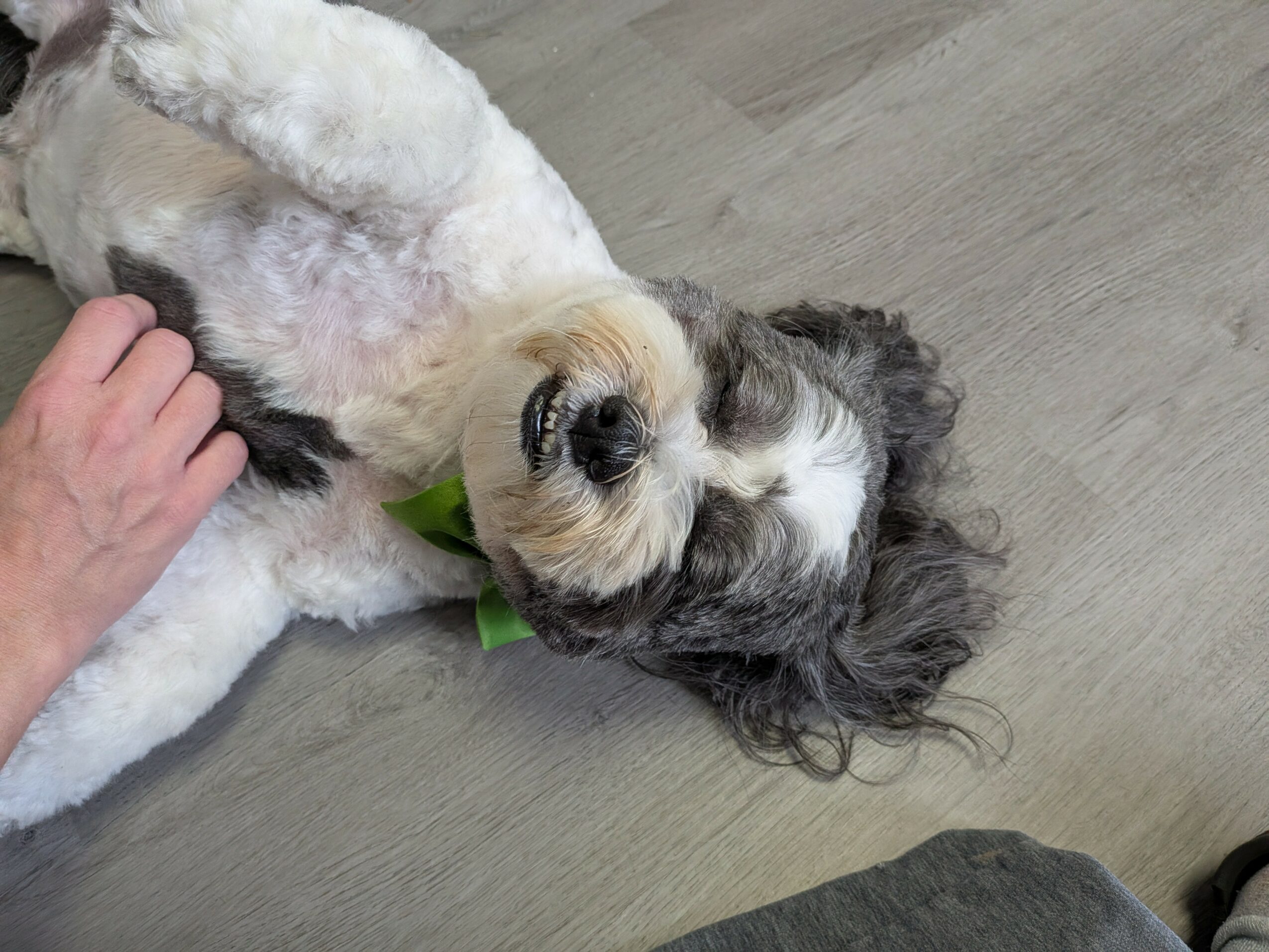 Dog lying on its back on a wooden floor, being petted, with a person's hand visible. The dog has a green collar.