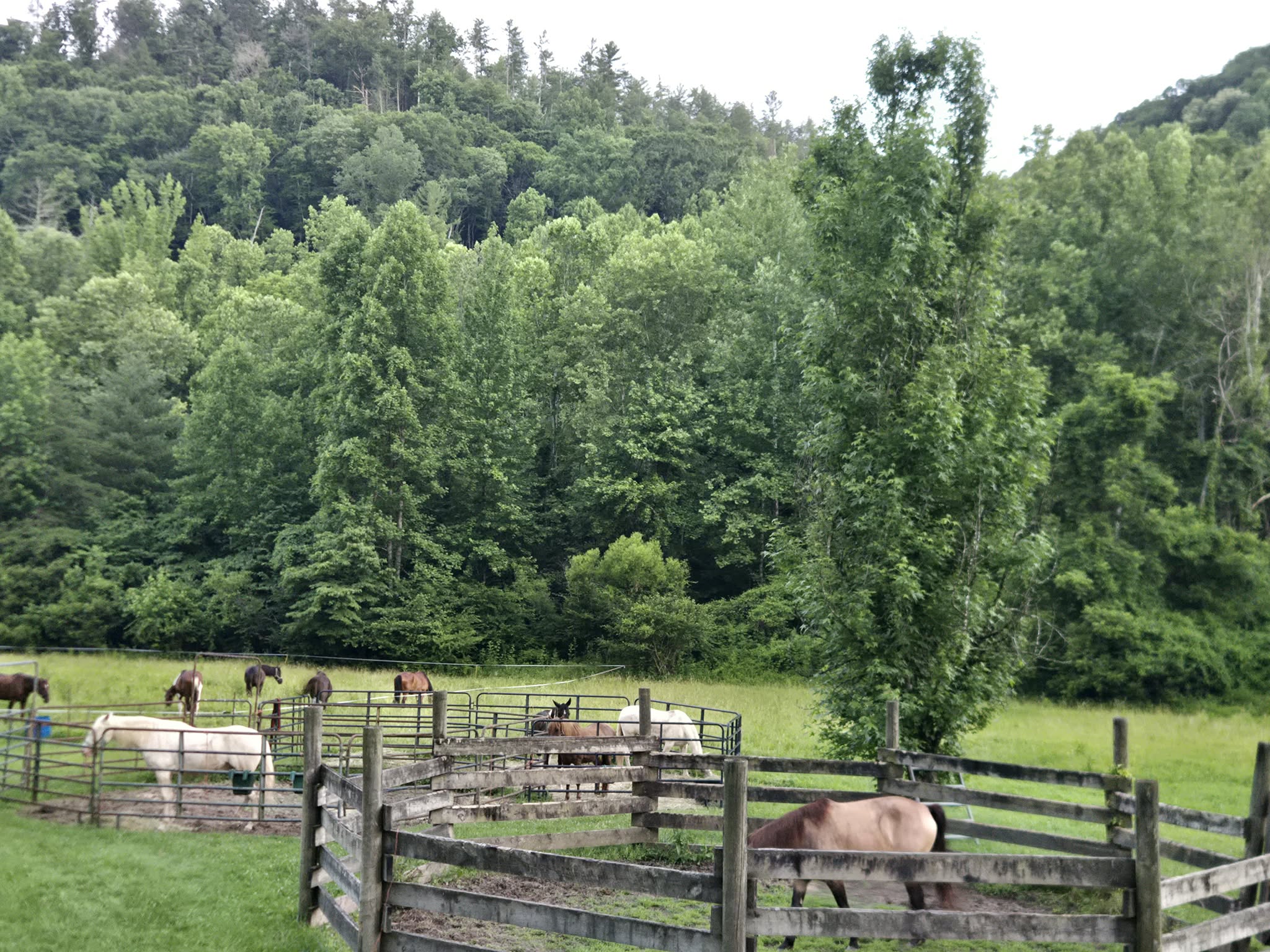 Fenced area with horses grazing, surrounded by green trees and hills, under a cloudy sky.