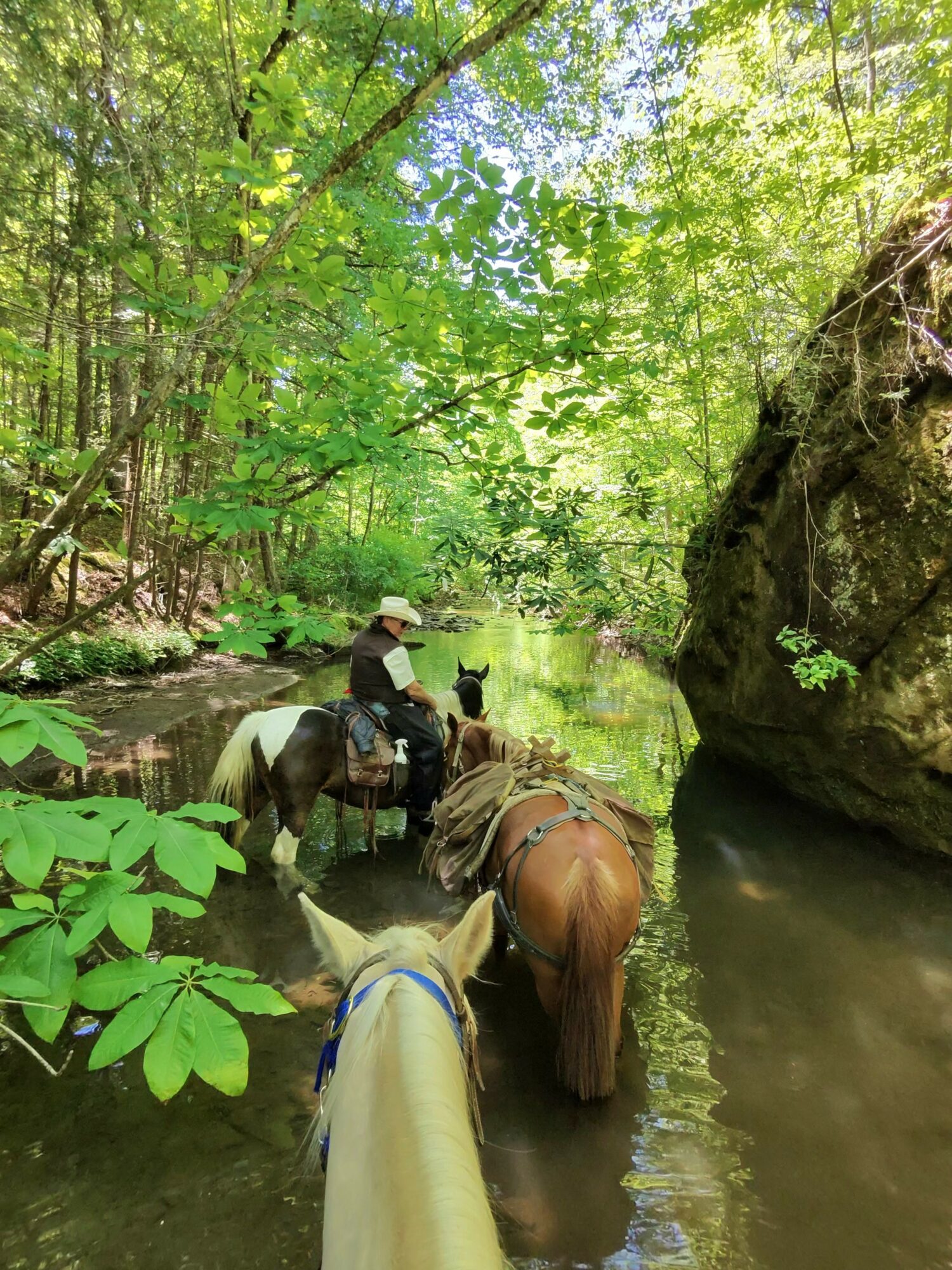 Person riding a horse in a forest stream with lush green trees and large rocks, surrounded by water and foliage.