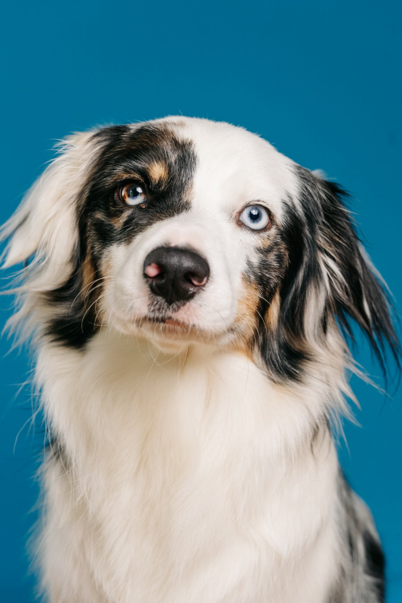 Australian Shepherd dog with blue and brown eyes against a blue background.