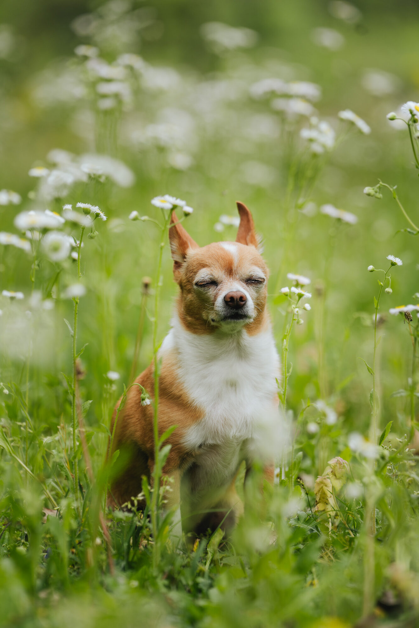 Small dog sitting in a green field with white flowers, eyes closed, surrounded by tall grass and flowers.