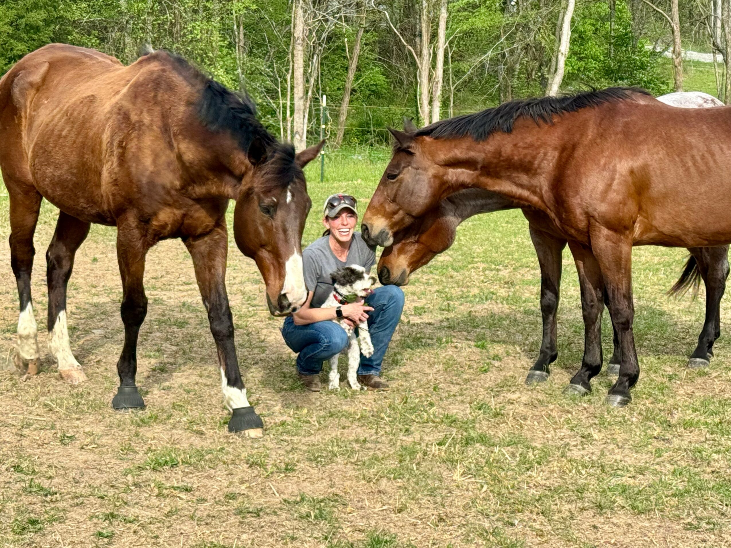 Person holding a dog between two horses in a grassy field with trees in the background.