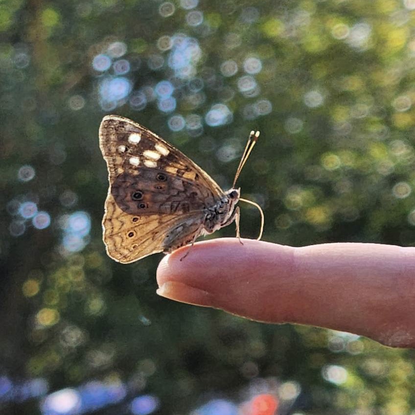 Butterfly perched on a person's finger with a blurred green background.