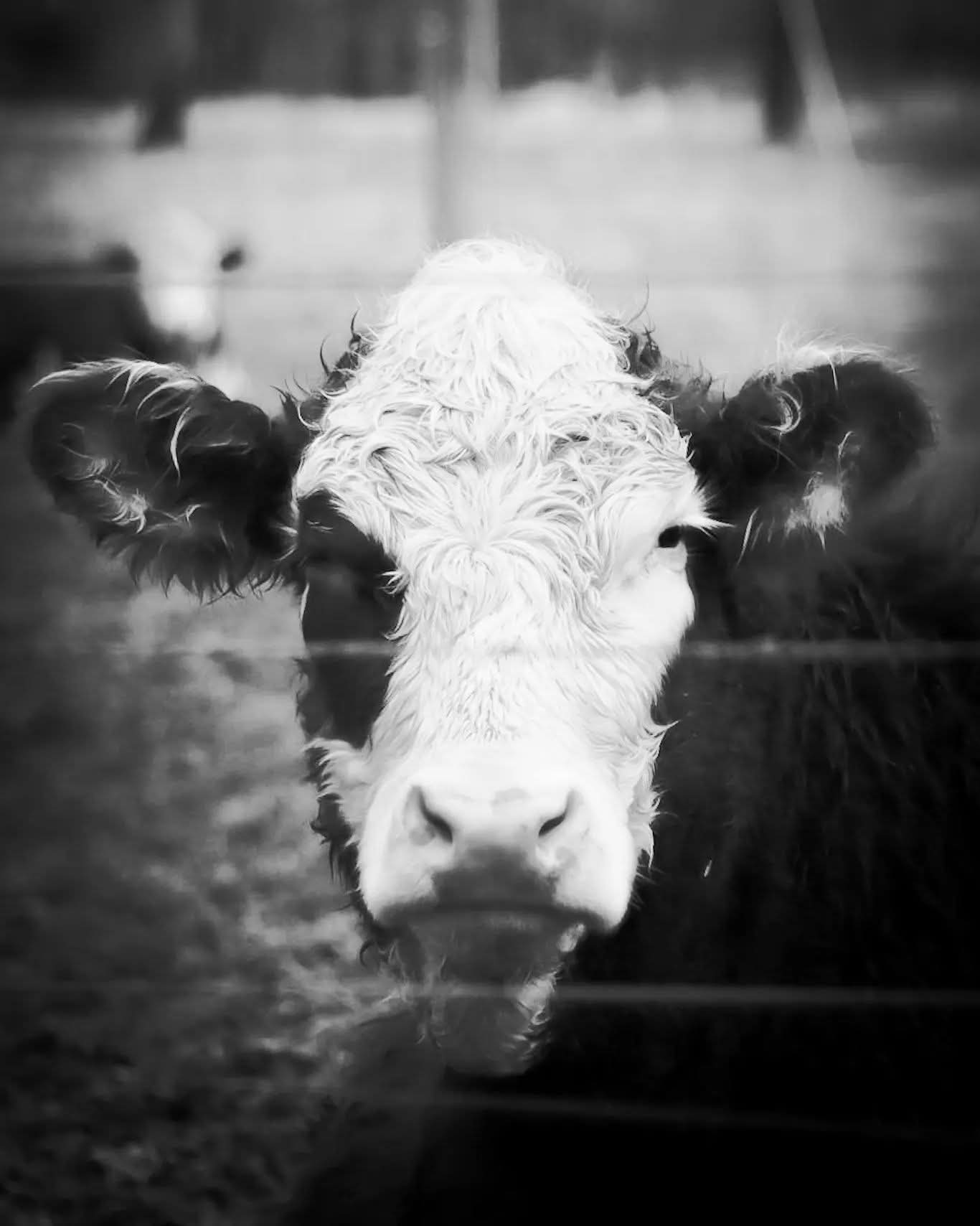 Close-up of a cow's face with ears and nose visible, black and white image, background blurred
