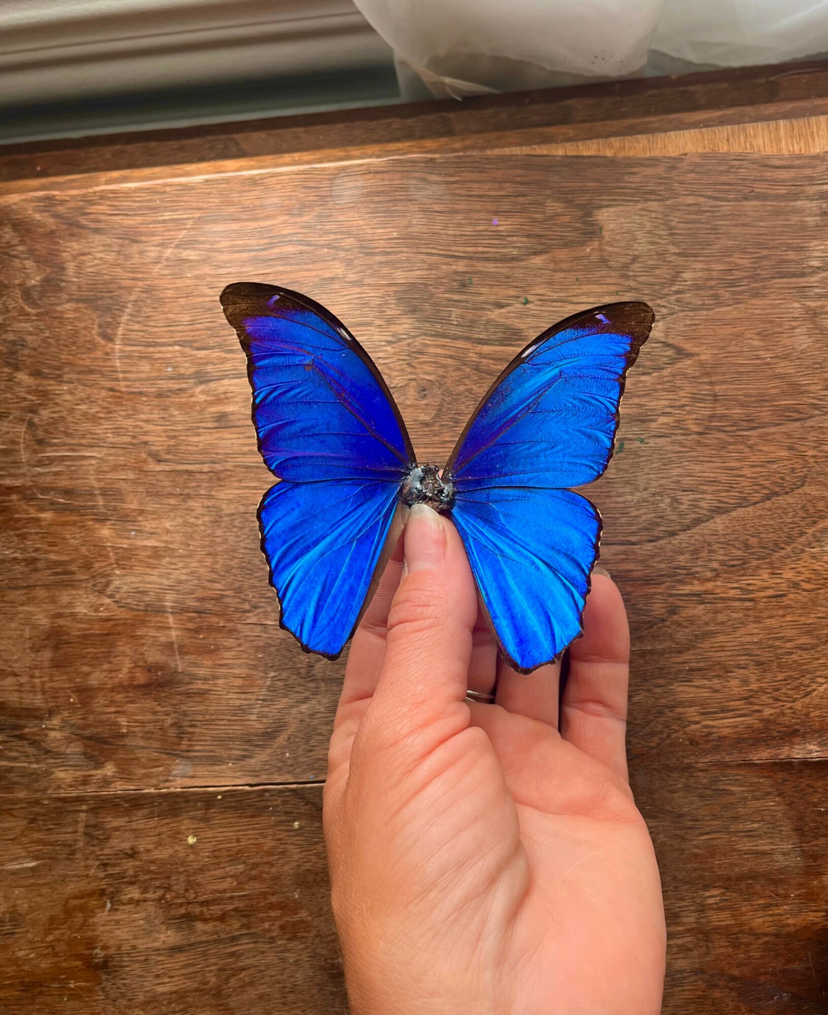 Blue butterfly resting on a person's finger, on a wooden surface.