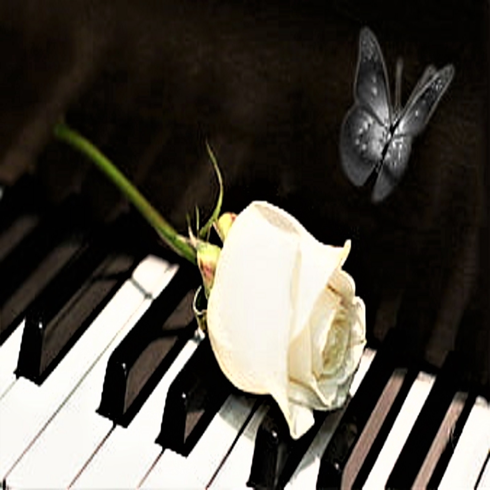 White rose on piano keys with a butterfly above, dark background, close-up view.