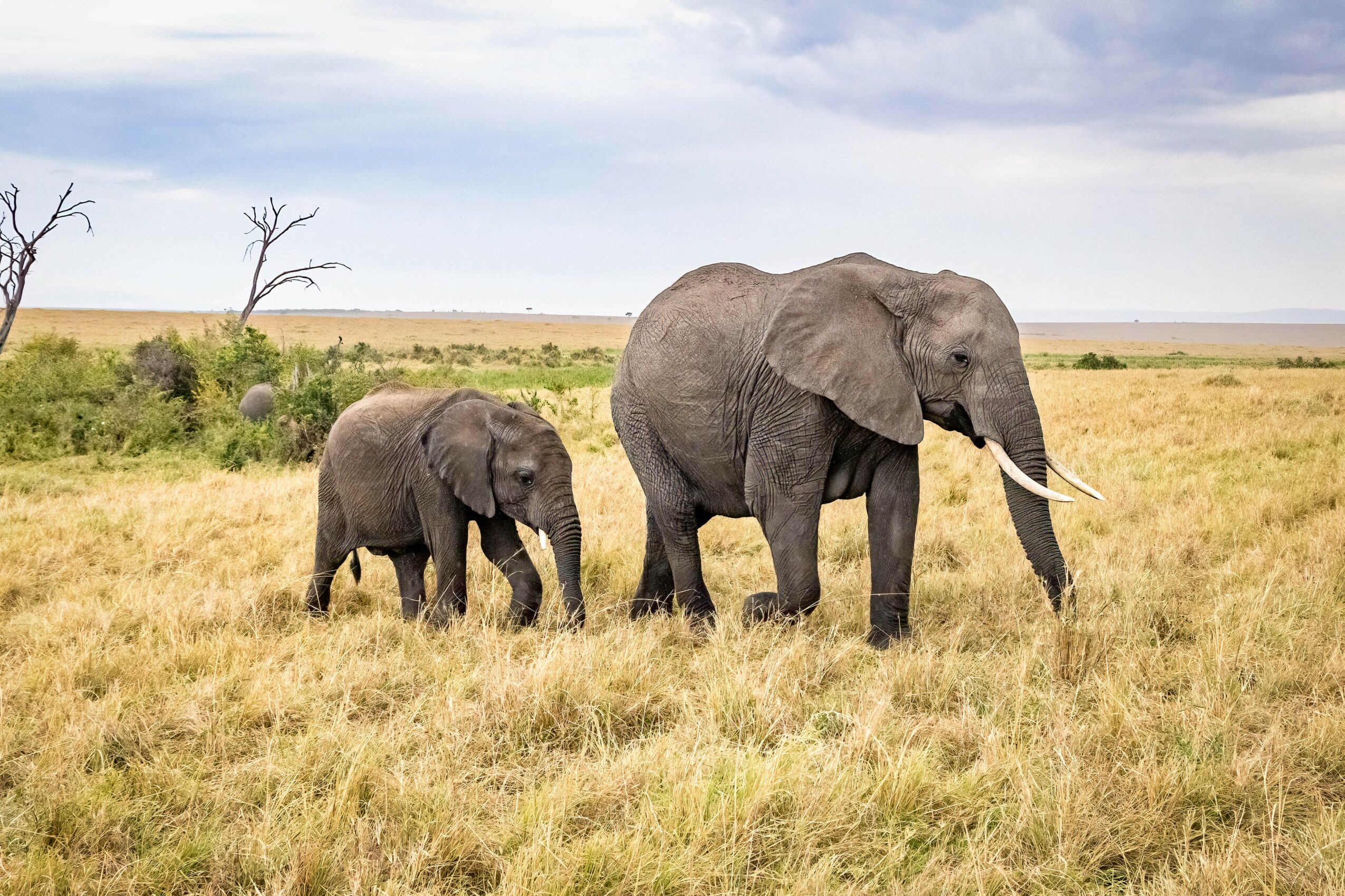Two elephants, one large and one small, standing in a grassy plain with a distant horizon and cloudy sky.
