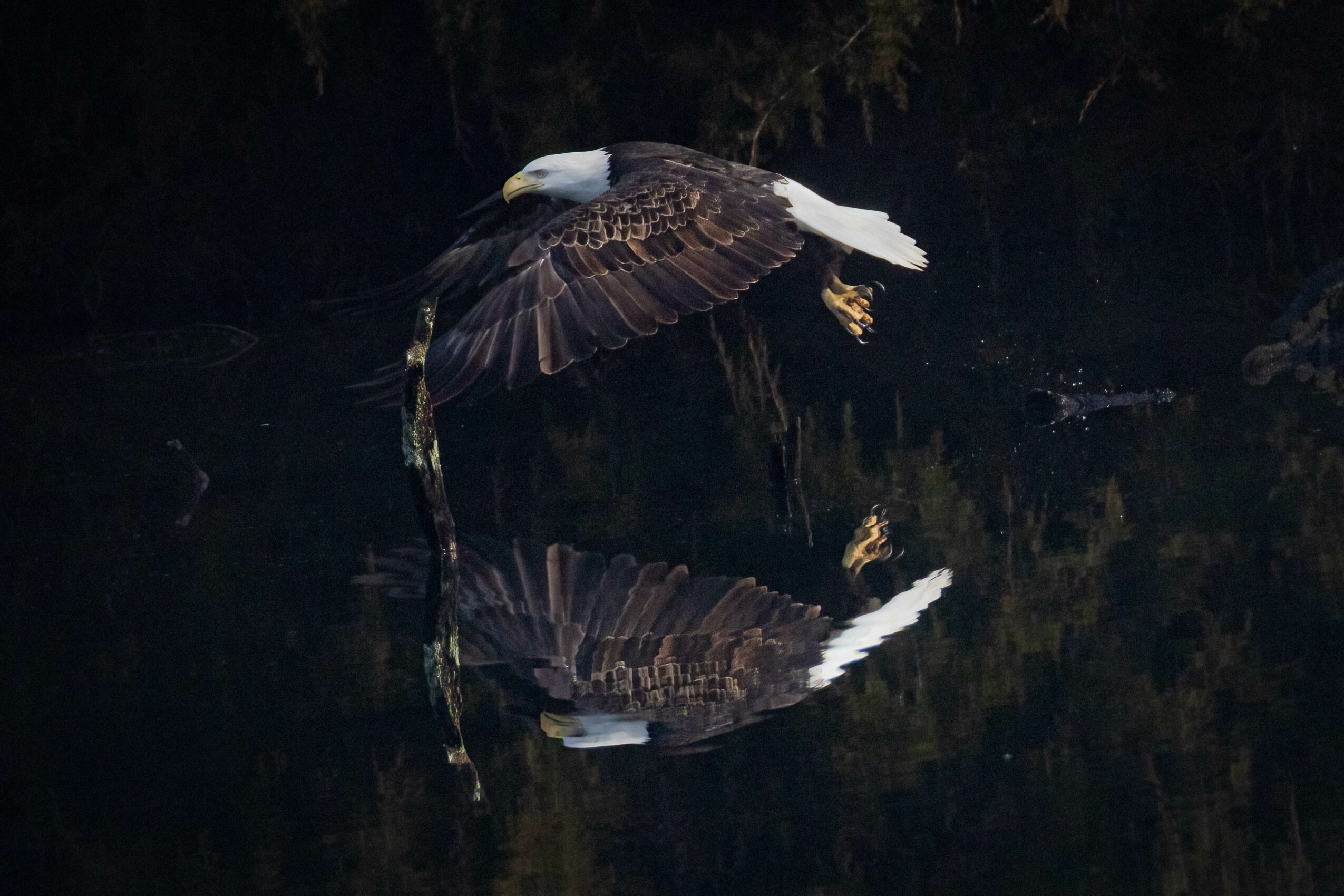 Eagle flying over water with its reflection visible, dark background, water surface reflecting the bird.