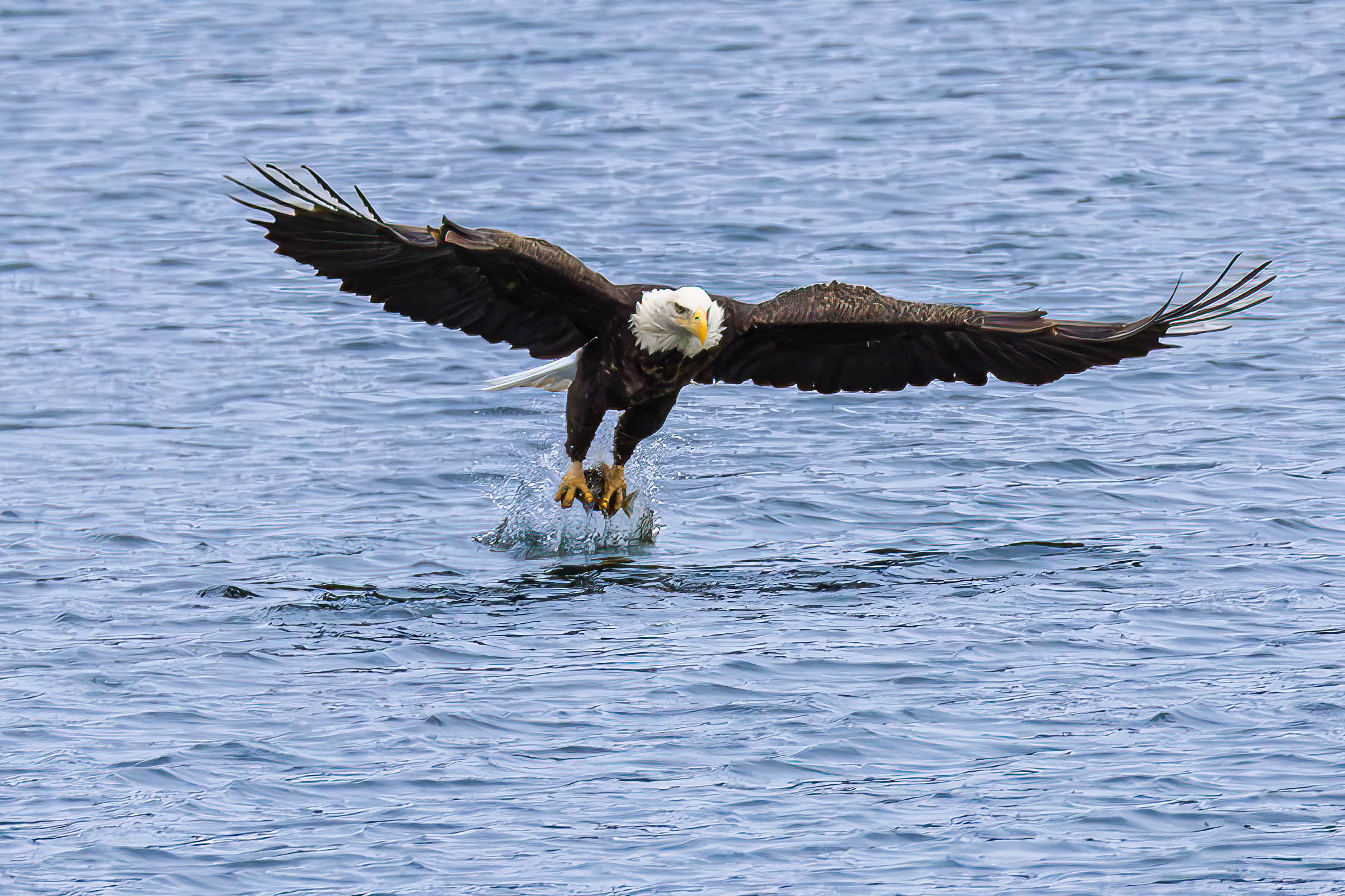 Bald eagle with wings spread, landing on water surface, with water splashing around its talons.