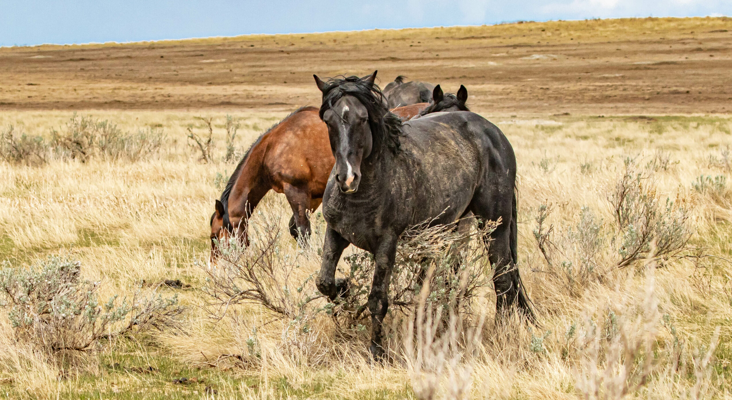 Three horses grazing in a grassy field with a flat landscape and clear sky in the background.