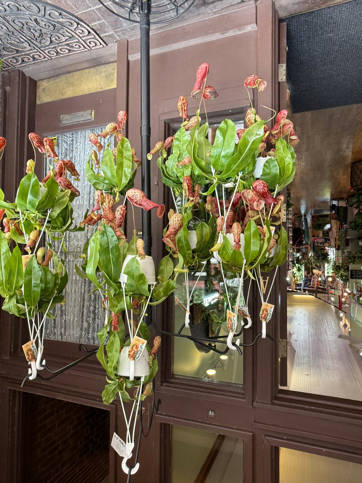 Indoor plant with large green leaves and pink flowers in a room with wooden furniture and a patterned rug.