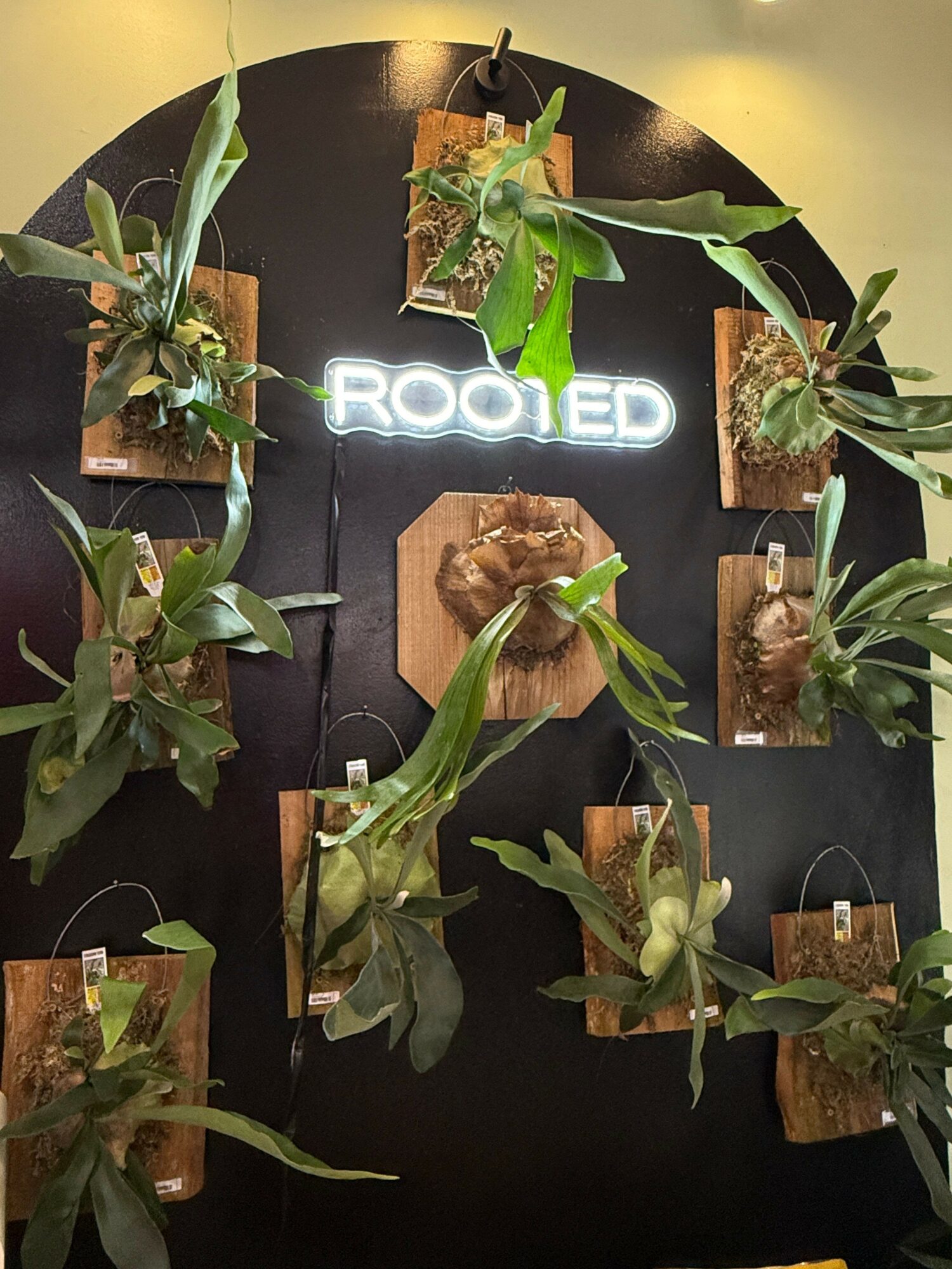 Multiple potted plants with green leaves arranged on a black surface, with a neon sign reading 'ROED' in the background.