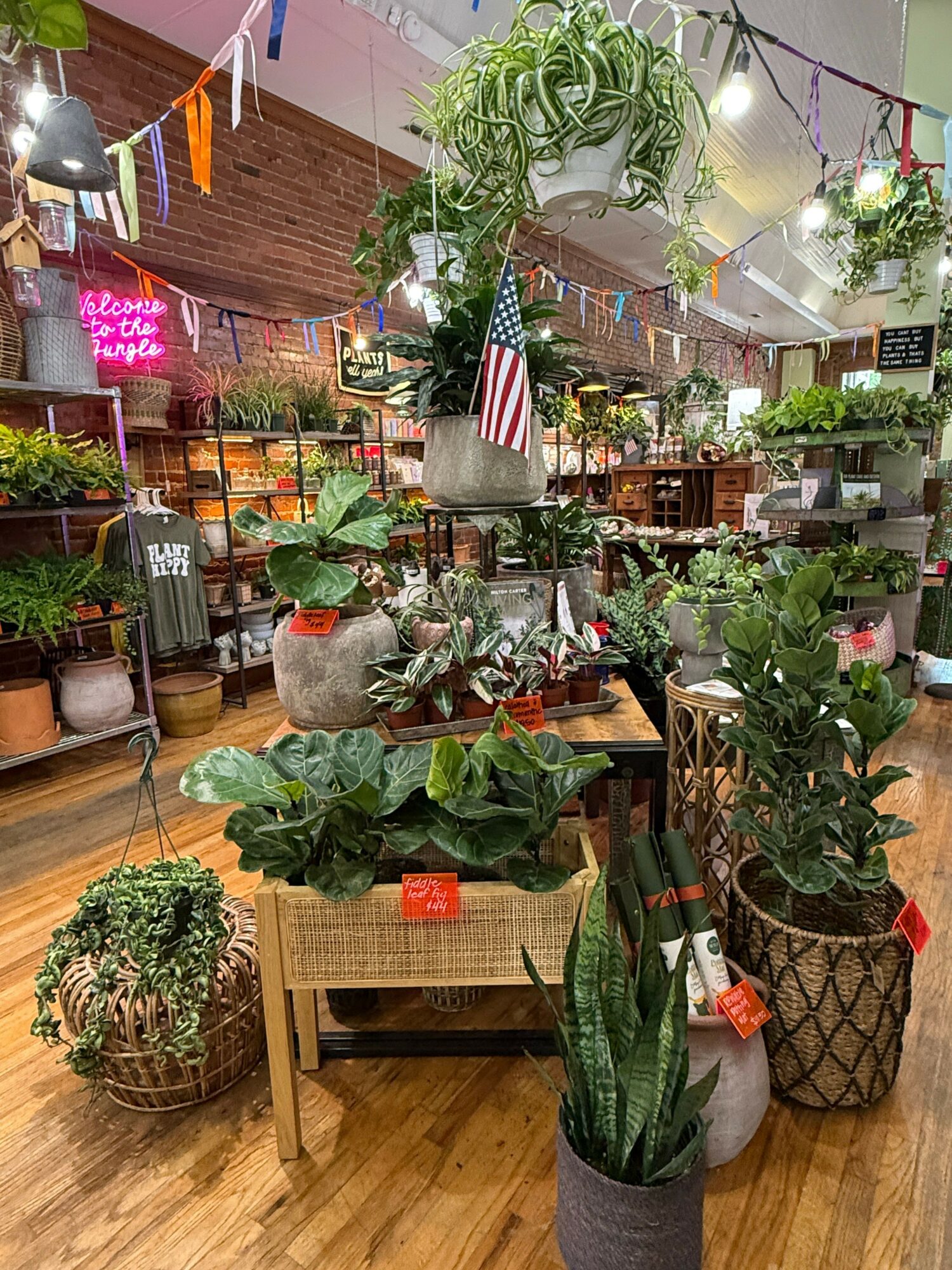 Indoor plant display with various potted plants, including a tall cactus, hanging plants, and leafy greenery, on wooden floors and tables.