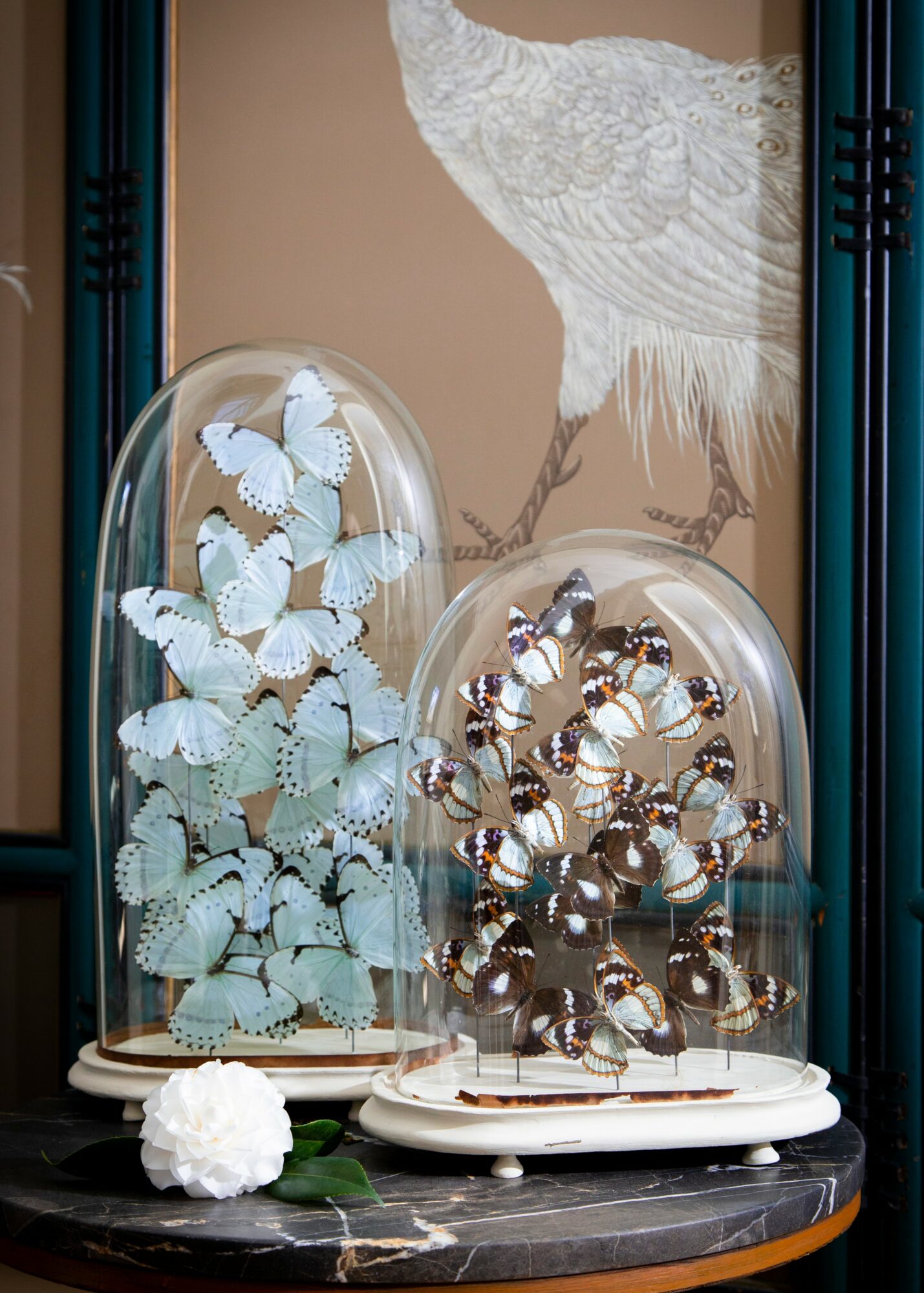 Display of jewelry and decorative butterflies under glass domes on a black marble surface, with a white textured wall in the background.