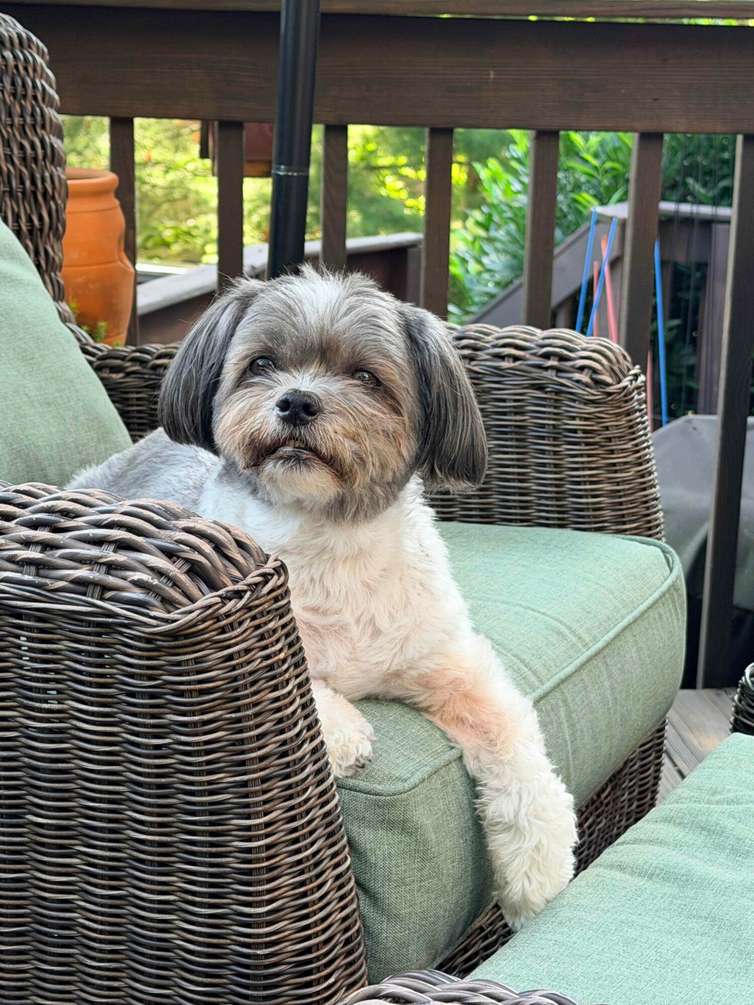 Small dog with fluffy fur sitting on outdoor wicker furniture with green cushions, on a porch with trees in background.