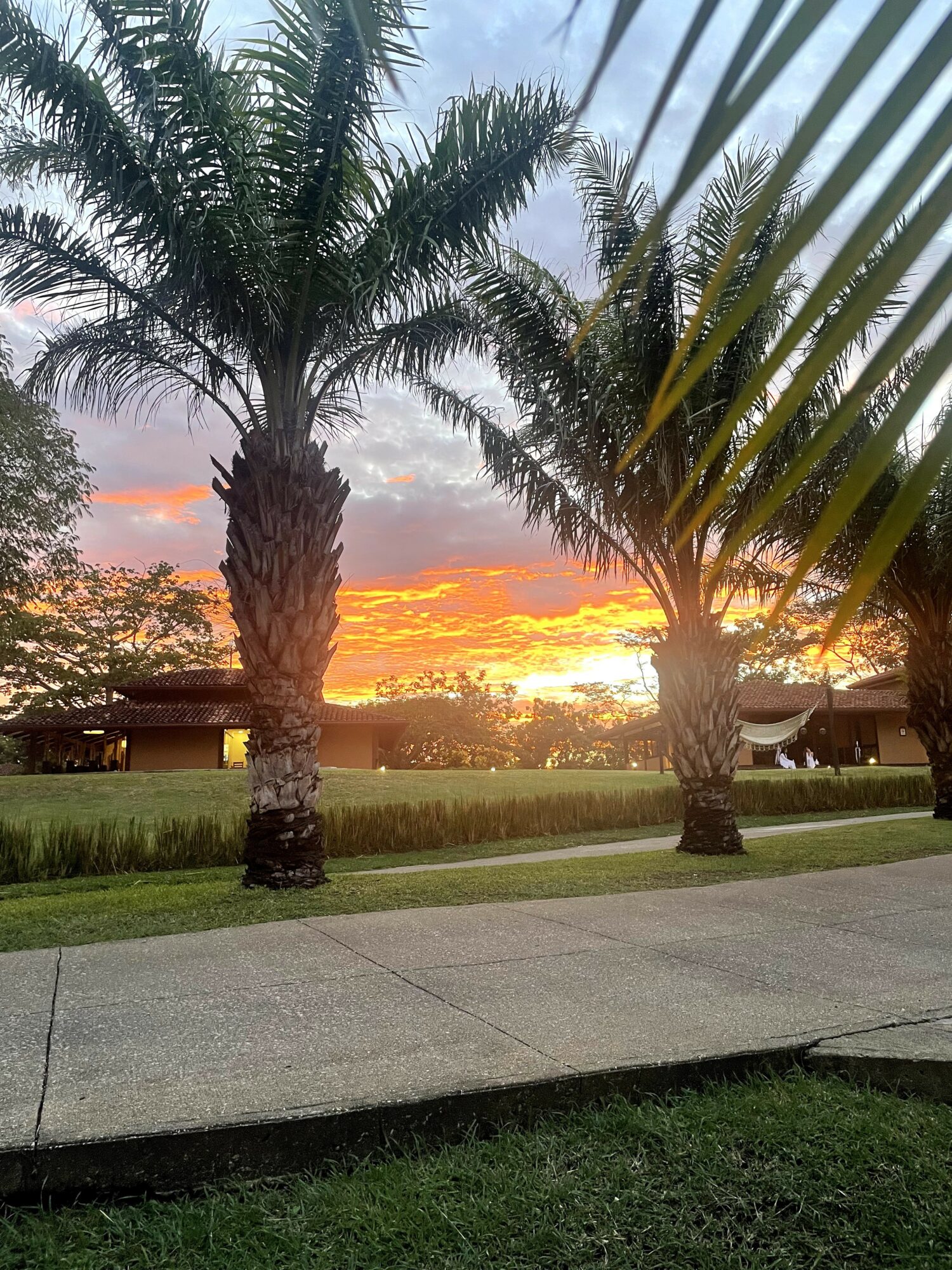 Two palm trees with a sunset sky in the background, grassy area, sidewalk, and buildings in the distance.