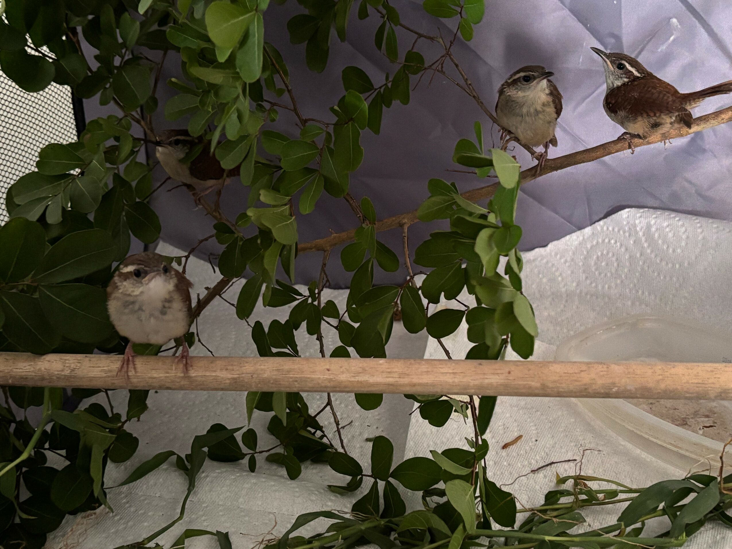 Four small birds perched on branches and a wooden stick among green leaves, with a white background and fabric visible.