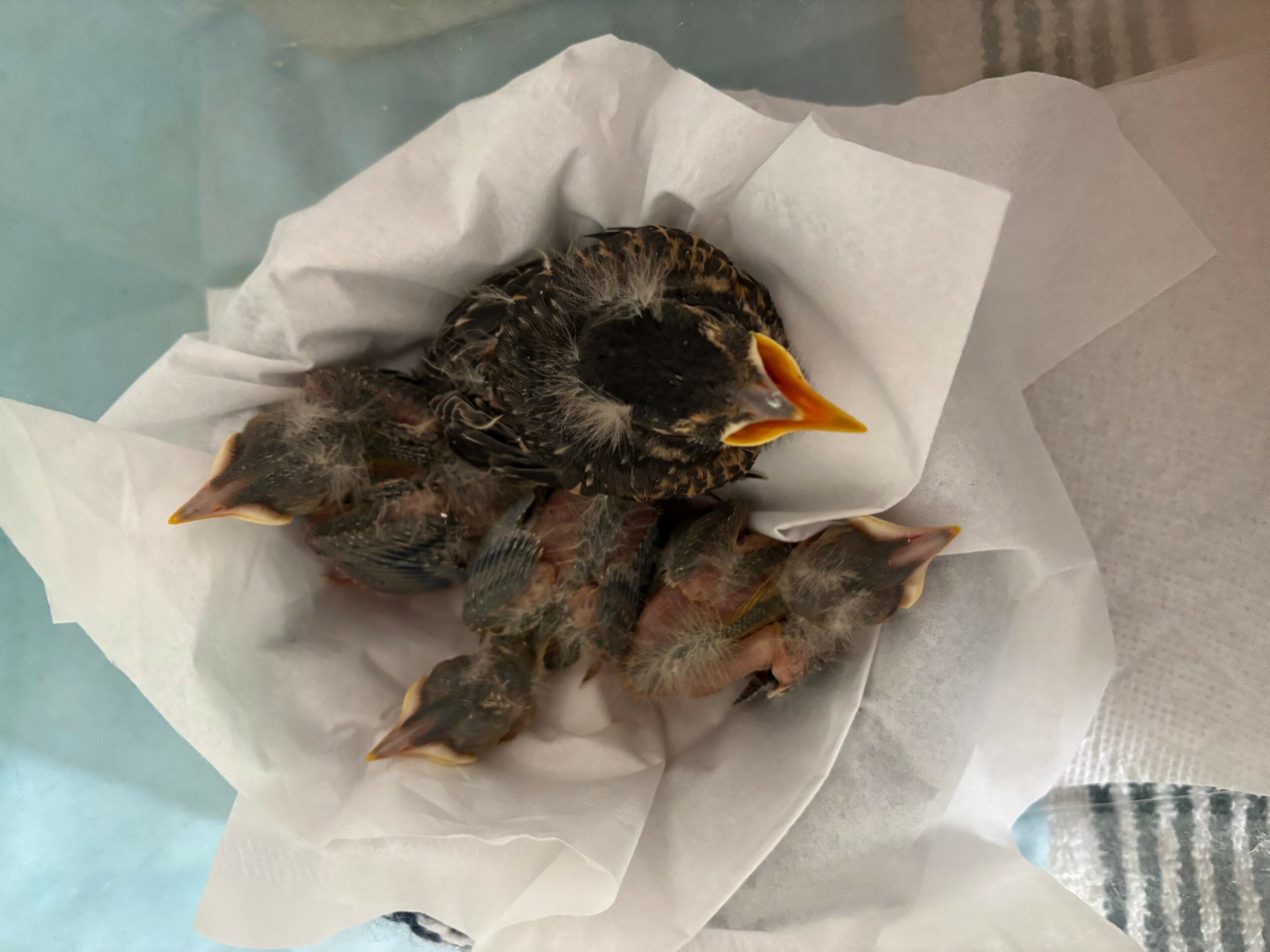 A bird chick wrapped in tissue paper, with its beak open and eyes closed.