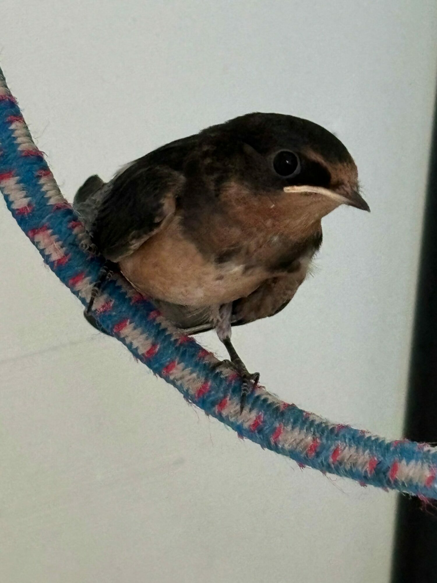 A small bird perched on a colorful, curved branch against a plain background.