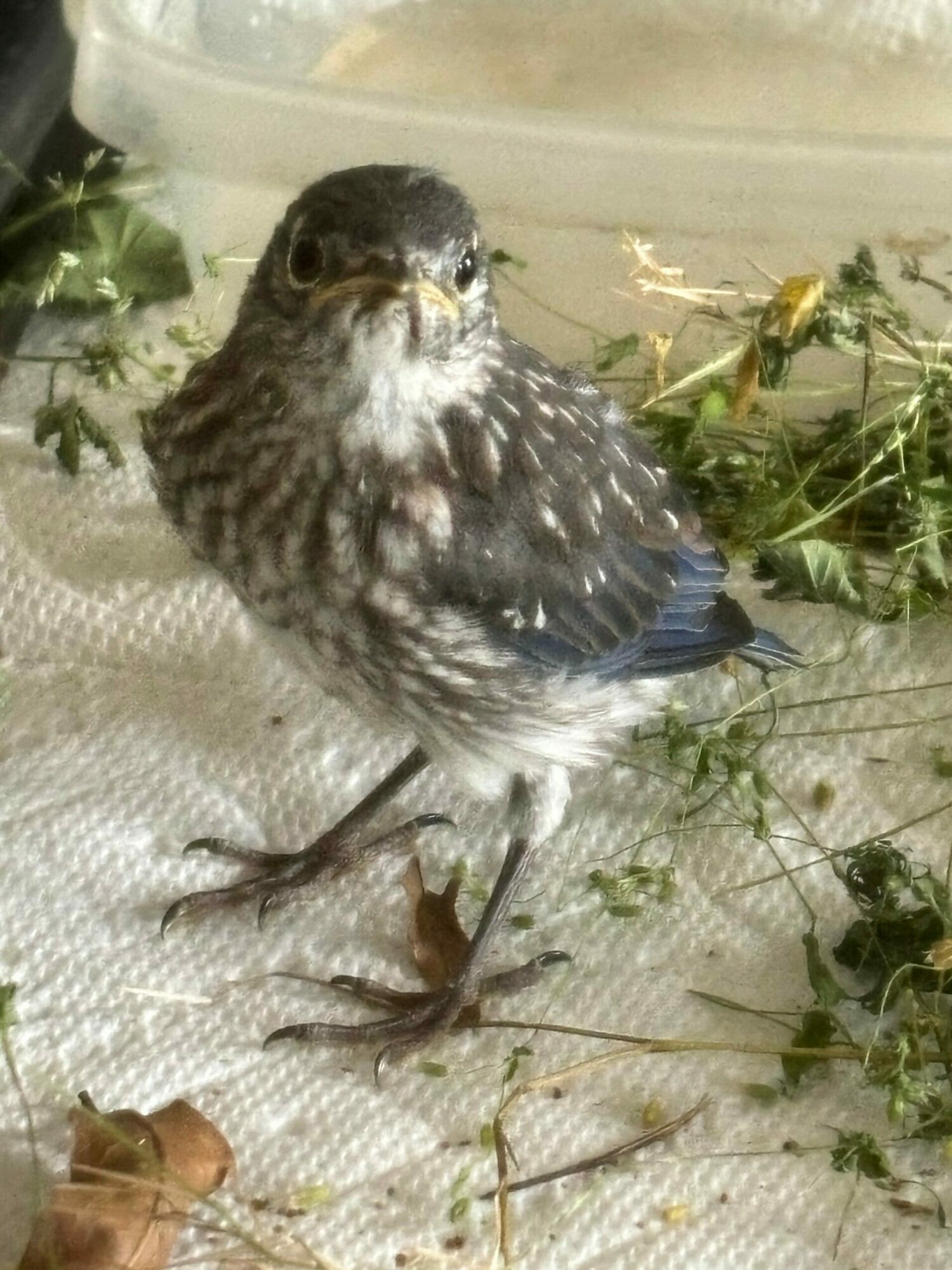 Bird on ground among plants and leaves, facing left, with a speckled pattern on its feathers.