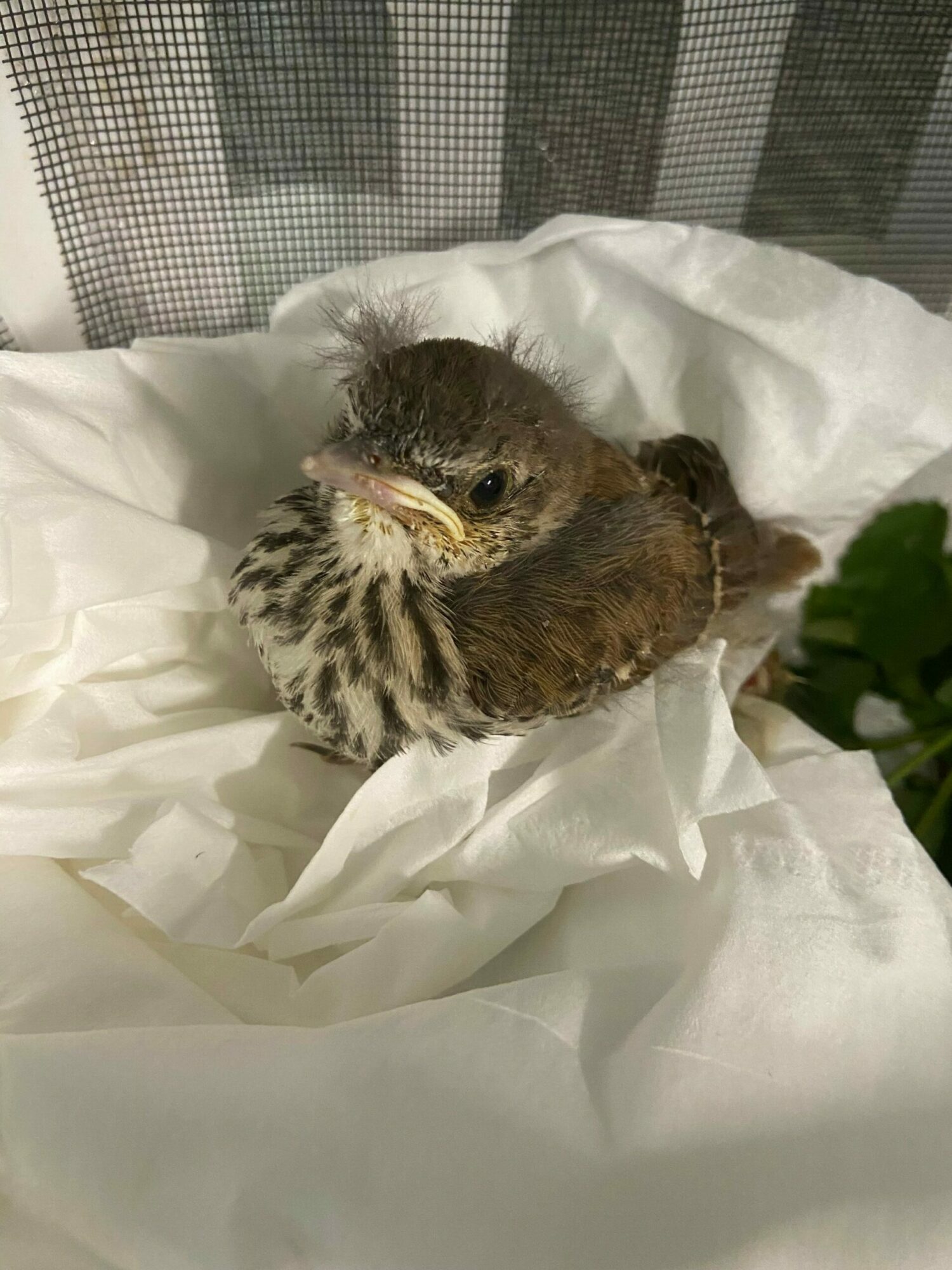 Young bird with brown and white feathers lying on white tissue paper, partially covered, with a green leaf nearby.