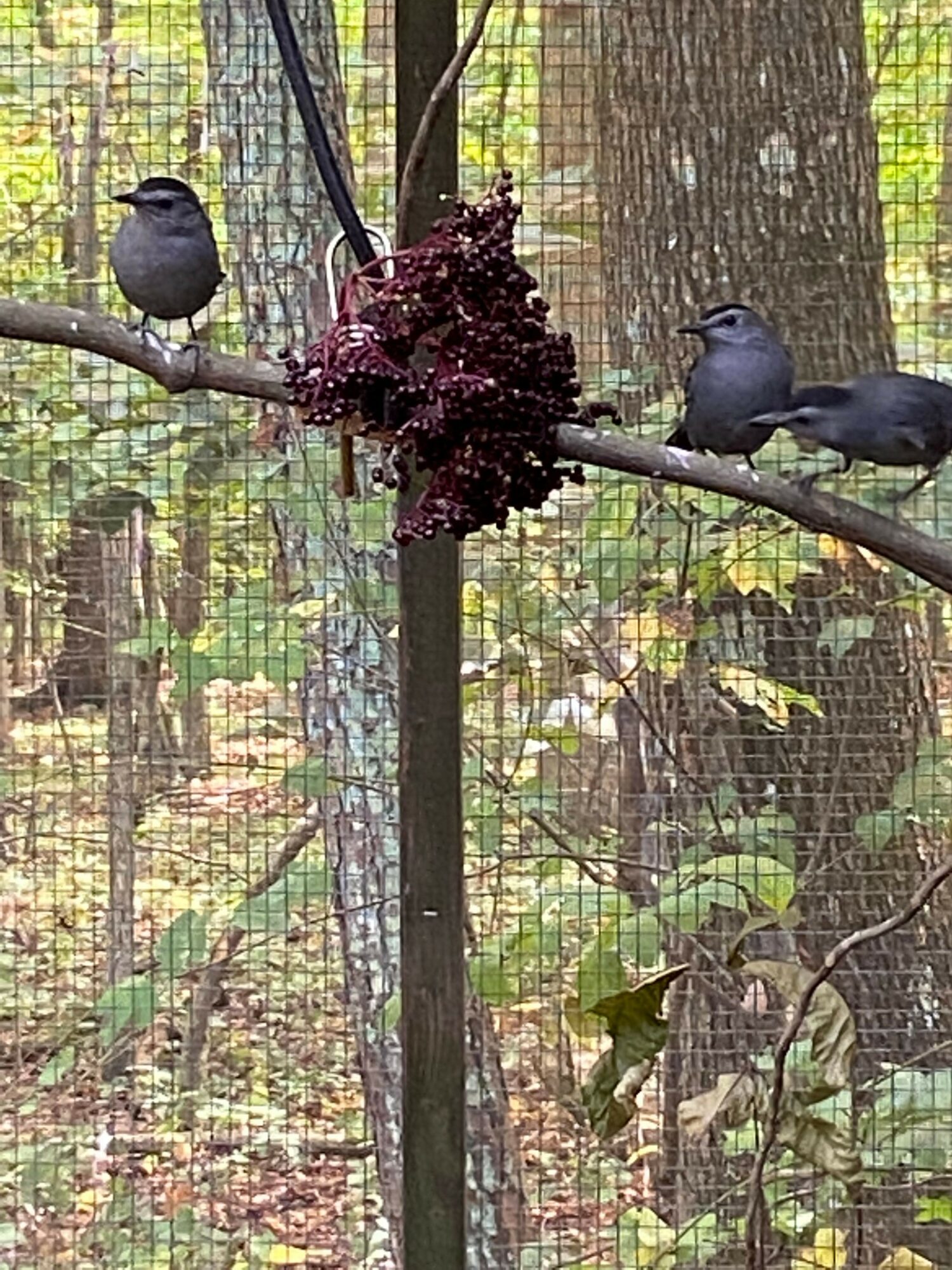 Three small dark animals on a tree branch with a wire mesh background, leaves, and branches visible.