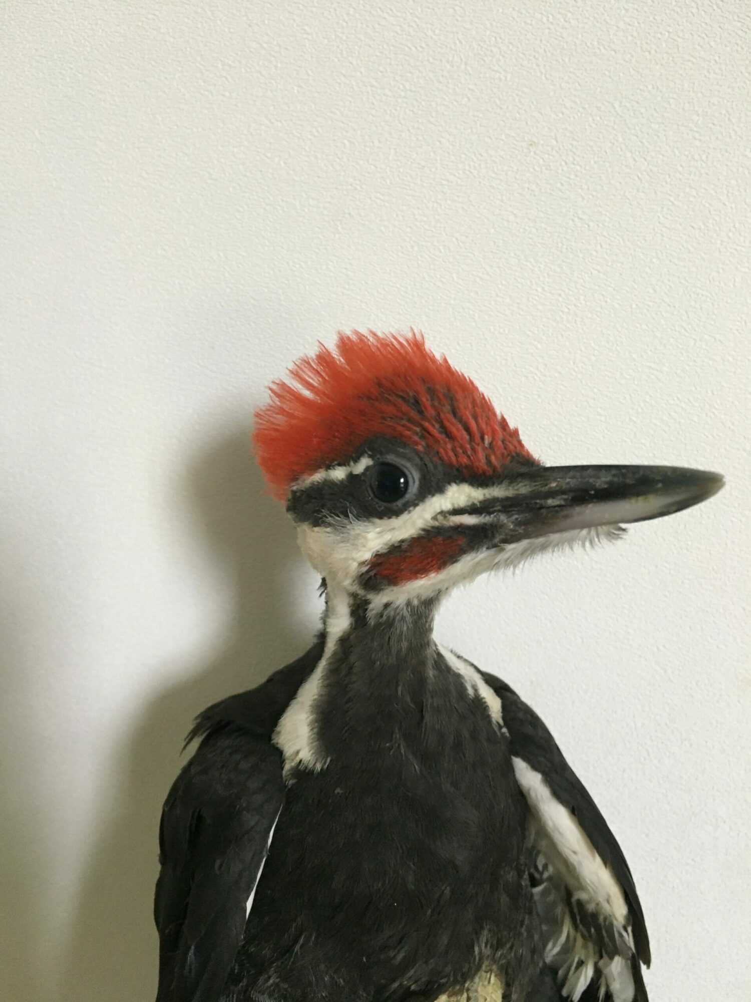 Side view of a woodpecker with a red head and black and white body, facing left.