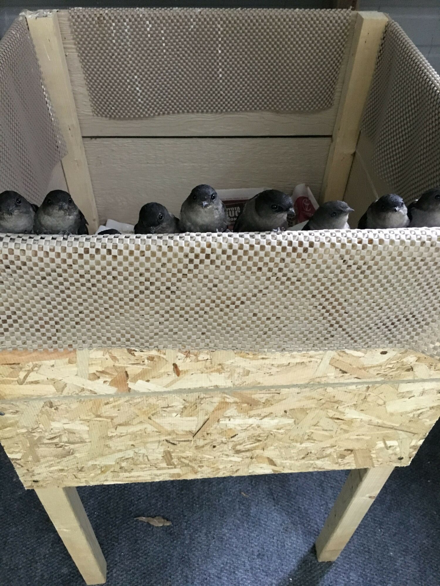 A wooden workbench with a metal mesh surface and bottles on top, against a dark carpeted floor.