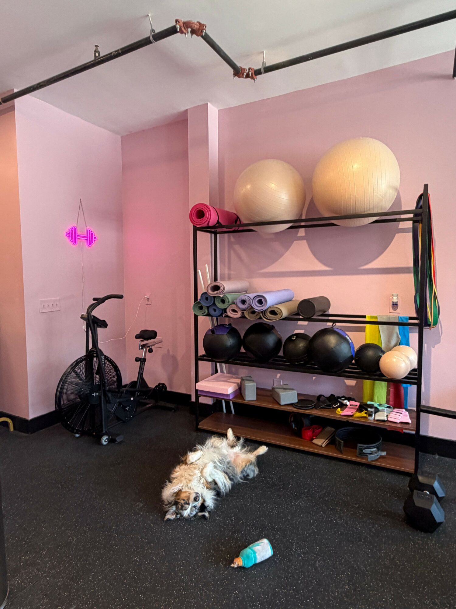 Small dog sitting on black carpet near exercise equipment and a toy, with pink wall and fitness balls in background.